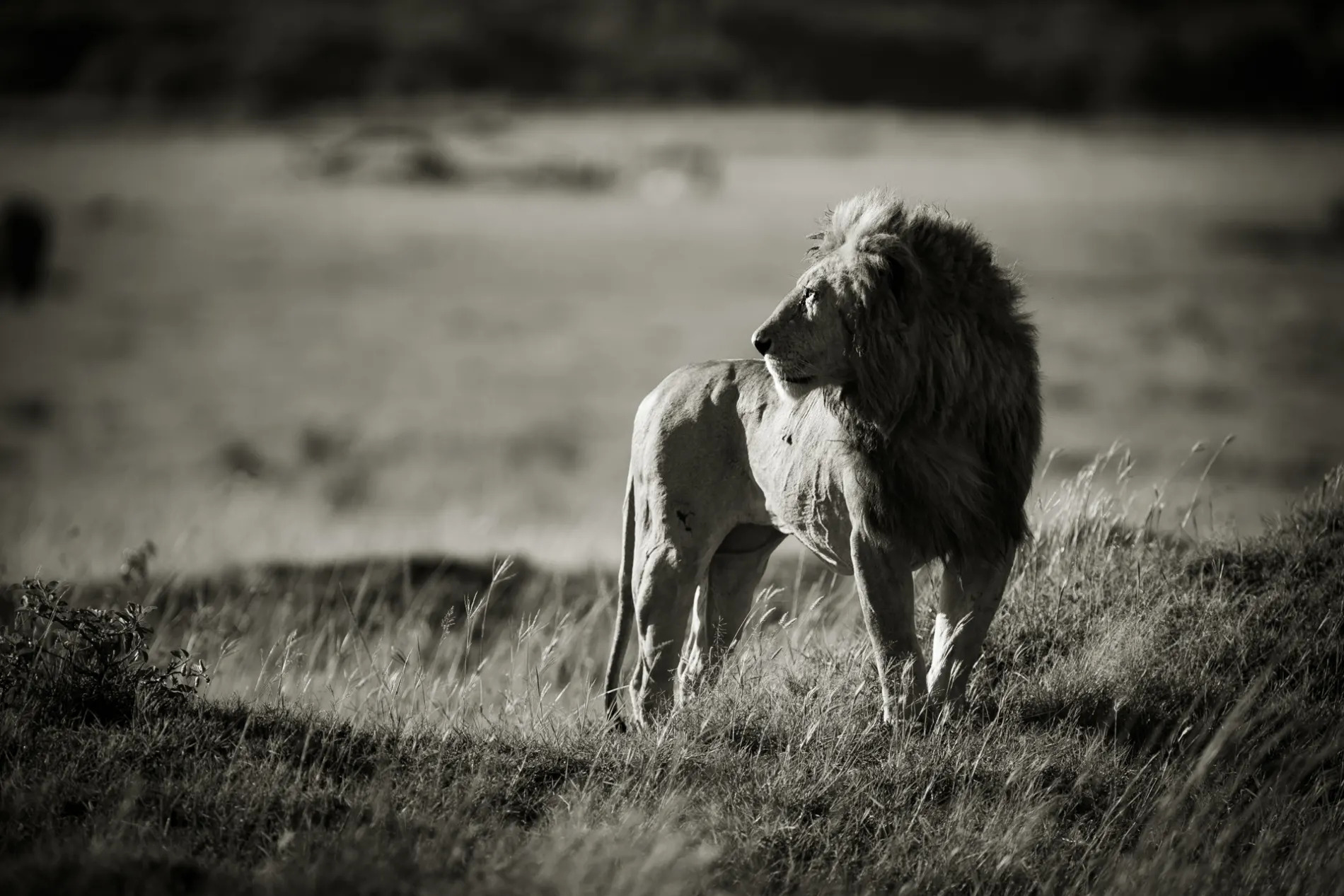 Lion black and white
