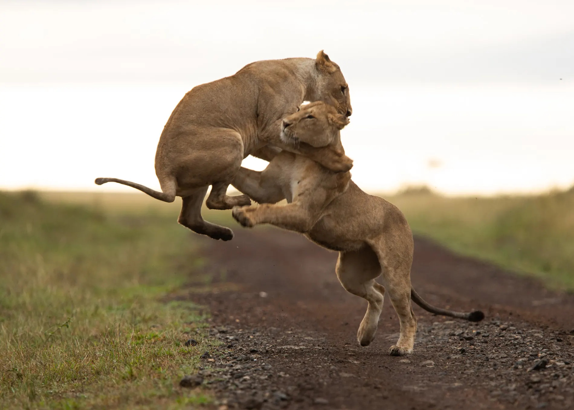 Lion sequence 4