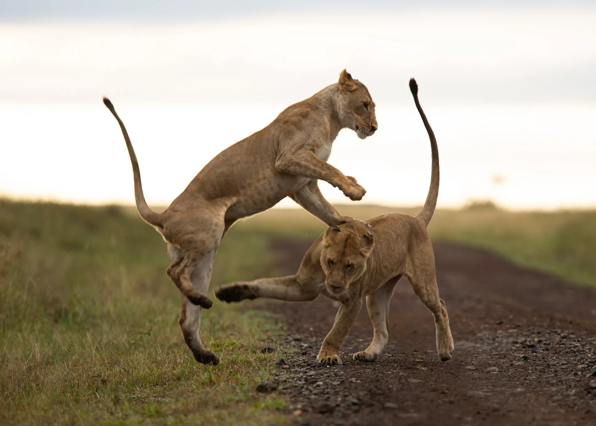 Lion sequence 5