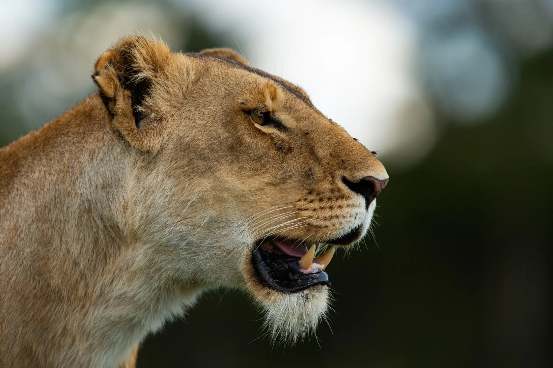 Lioness closeup 2