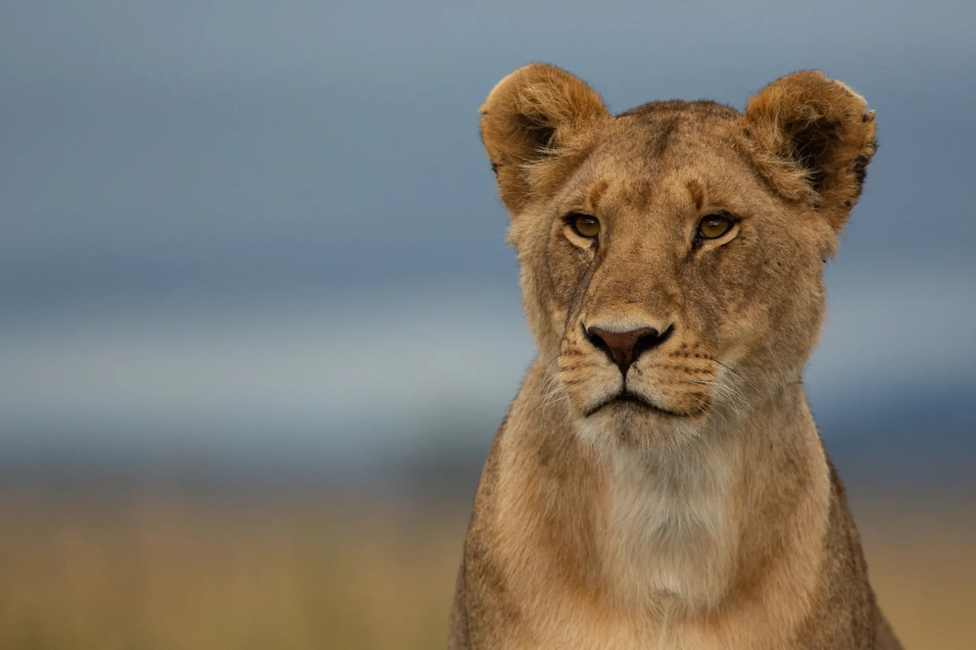 Lioness portrait