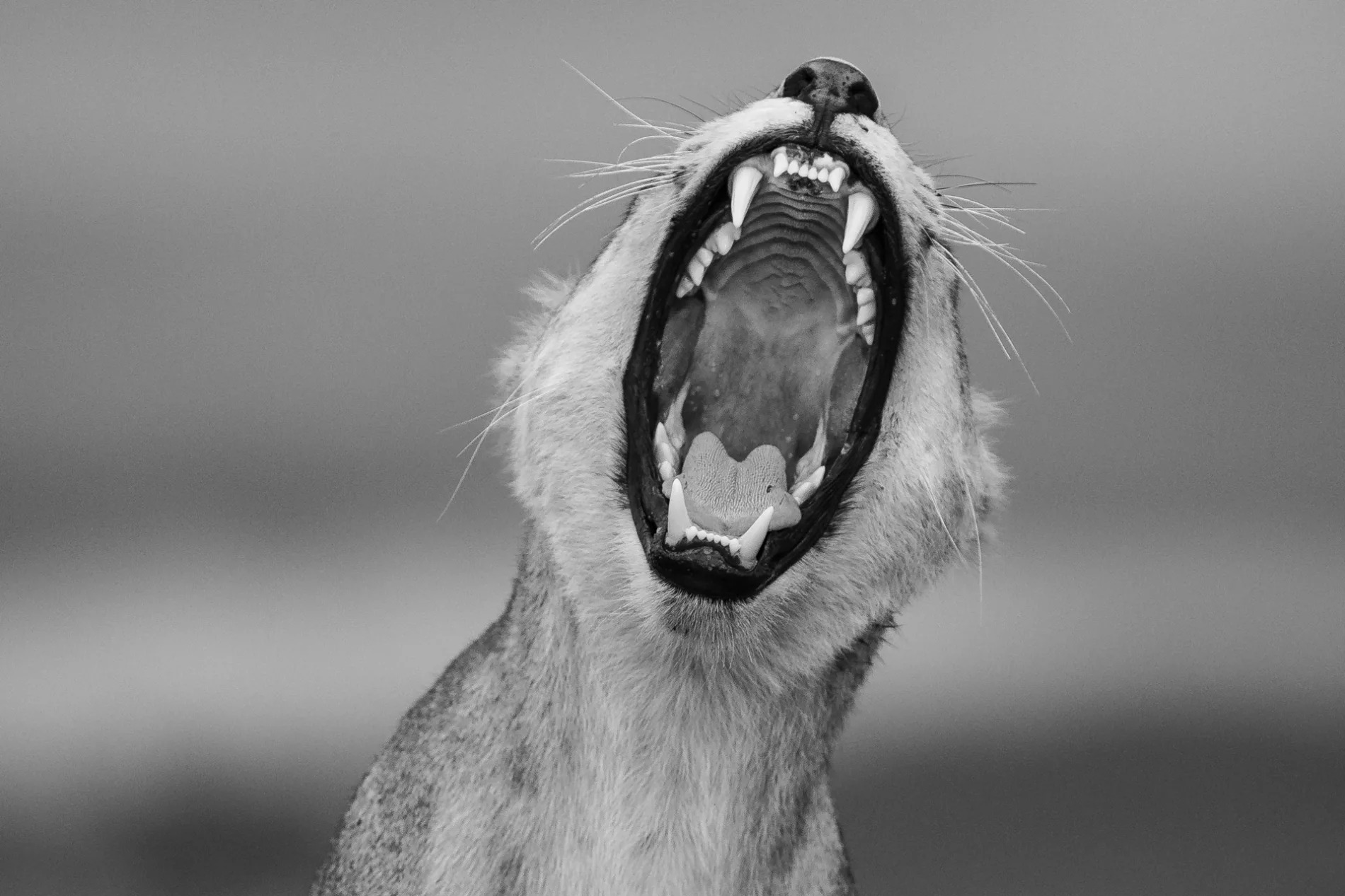 Lion yawn