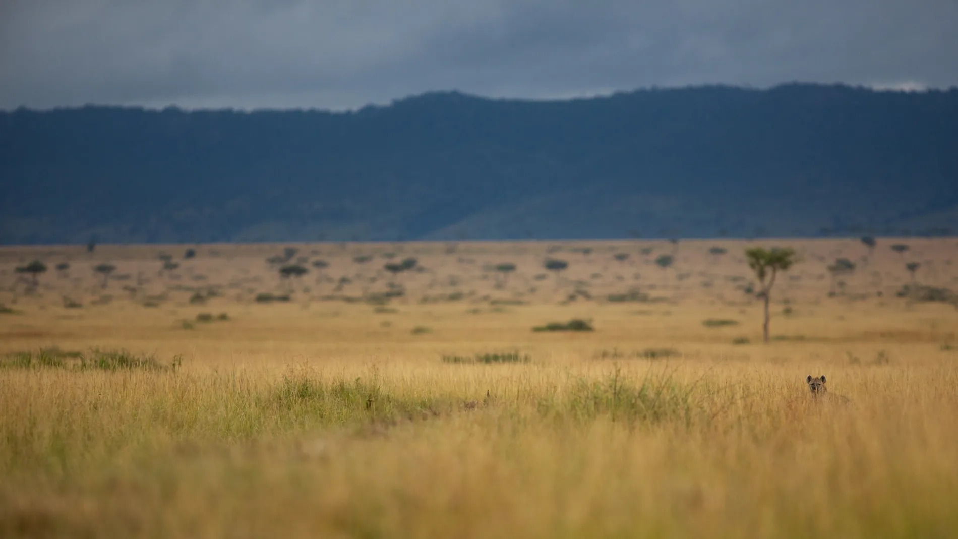 Hyena in the distance