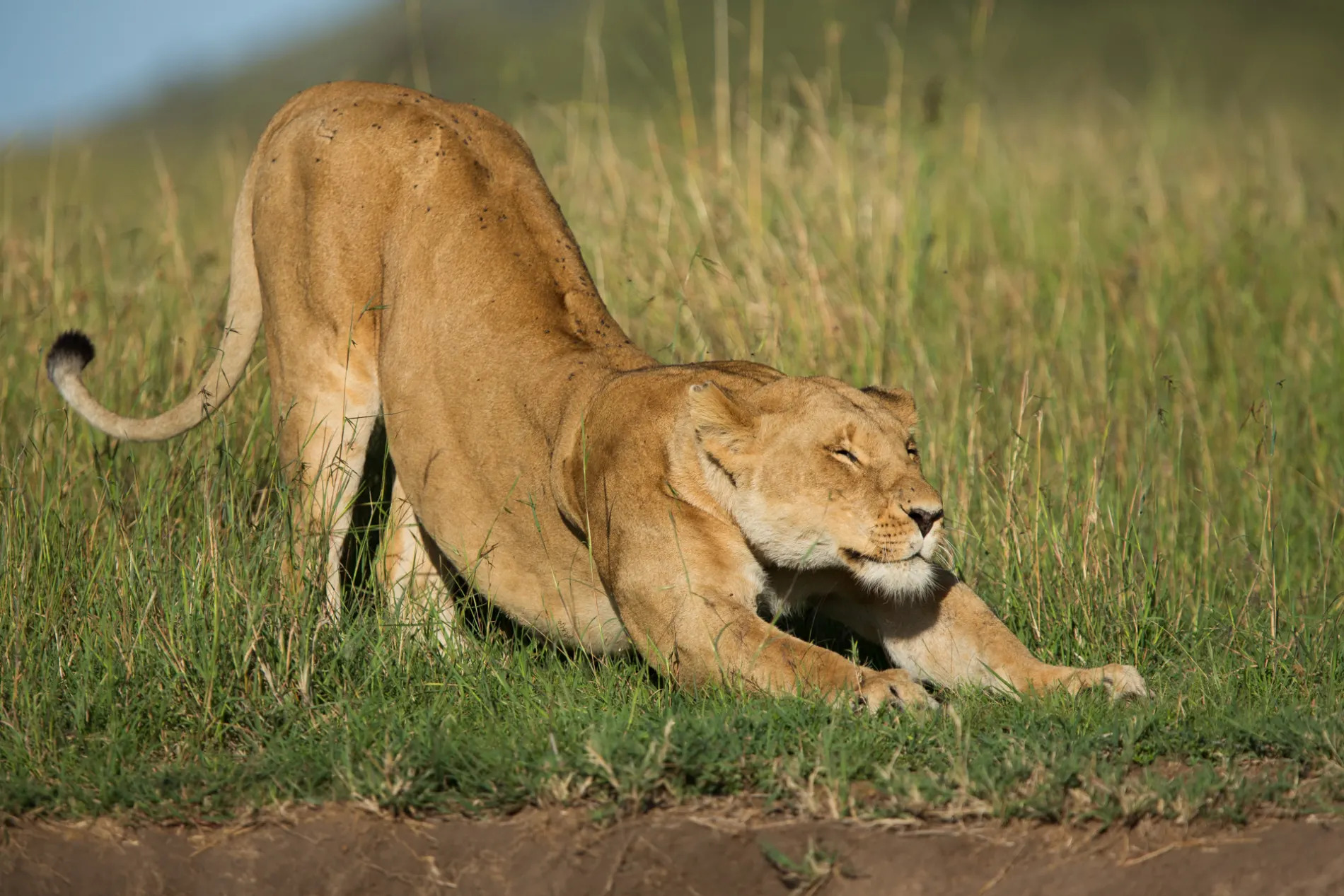 Lioness stretch