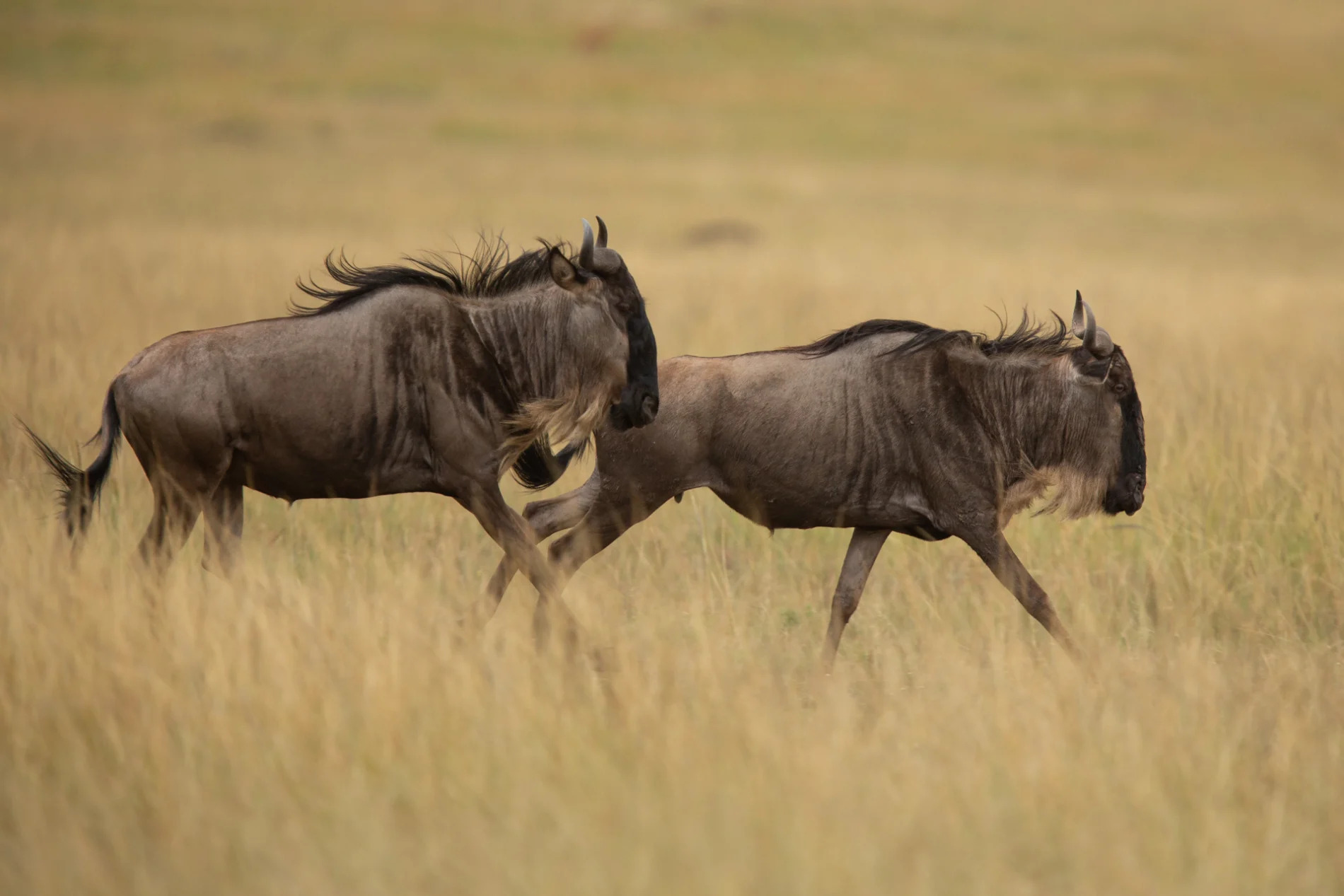 Wildebeest x 2