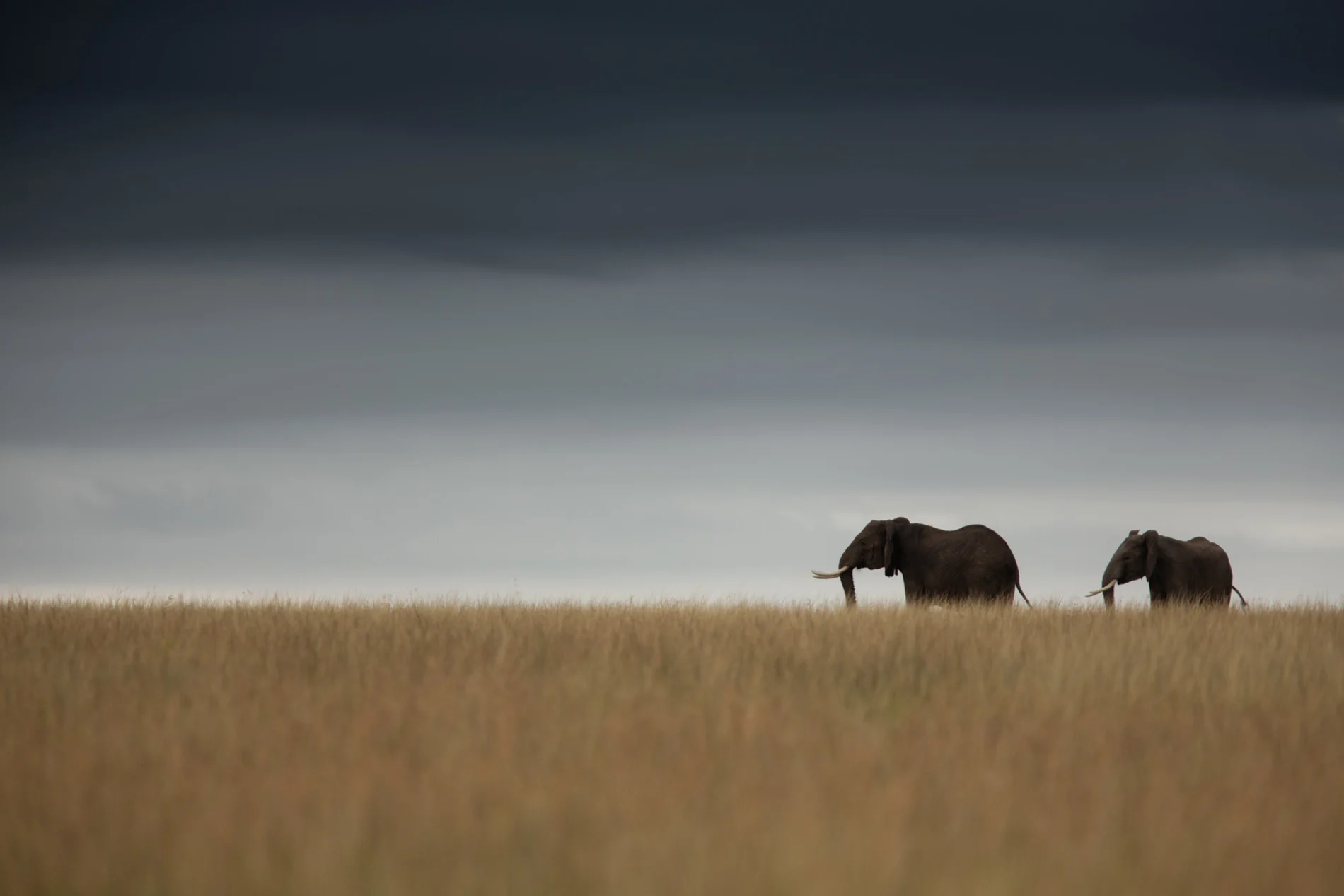 Elephant and horizon