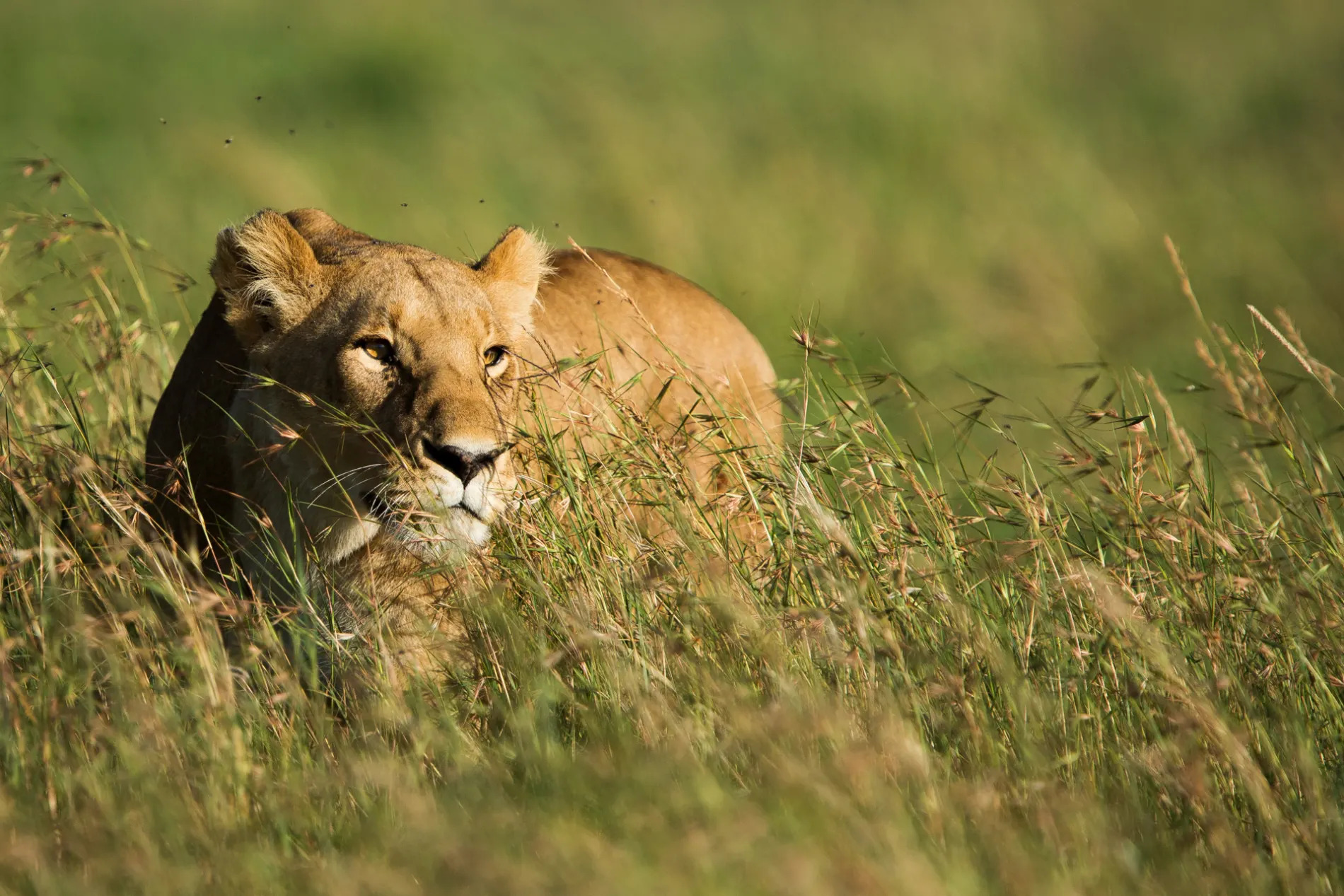 Lioness in grass