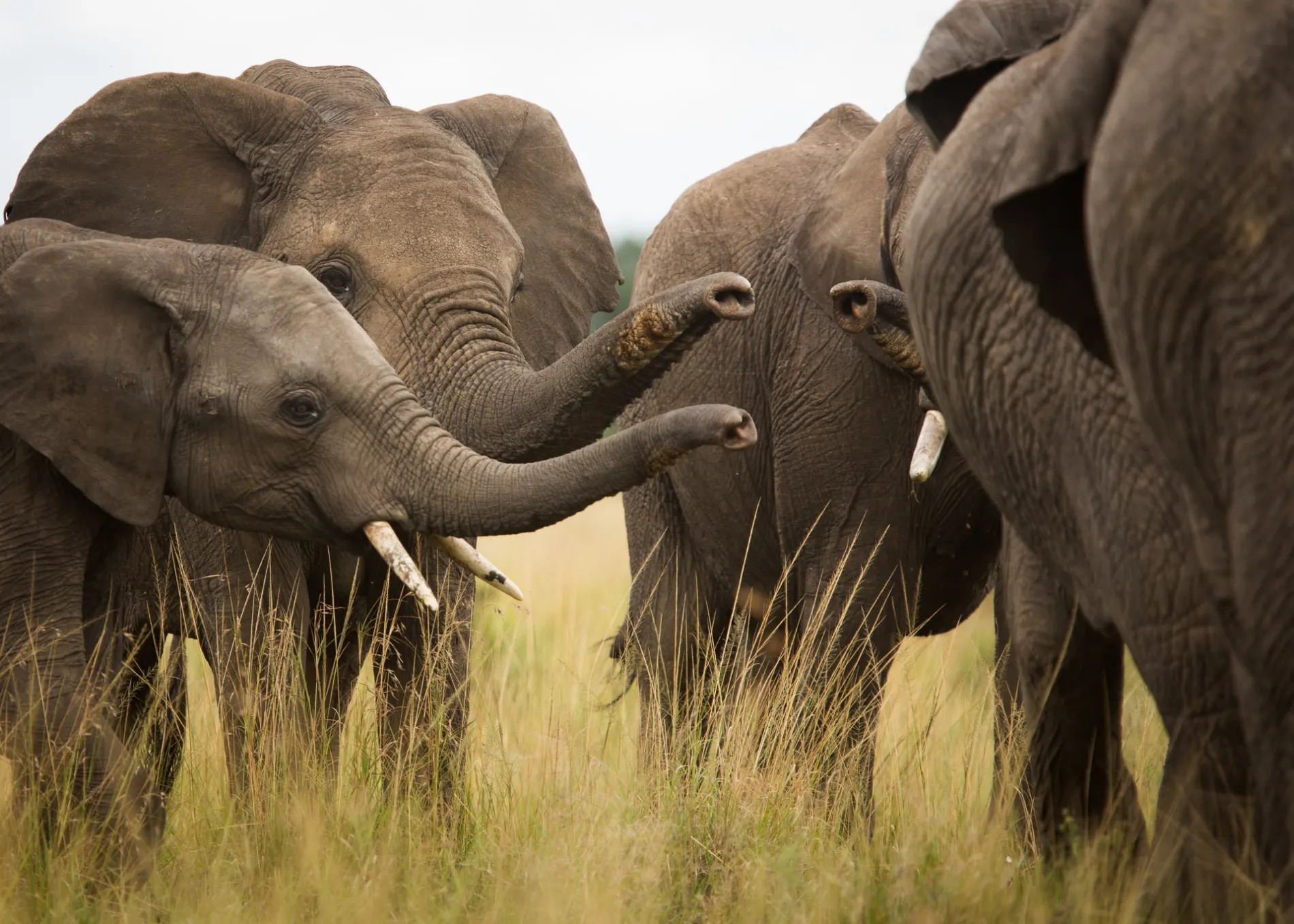 Elephant gathering