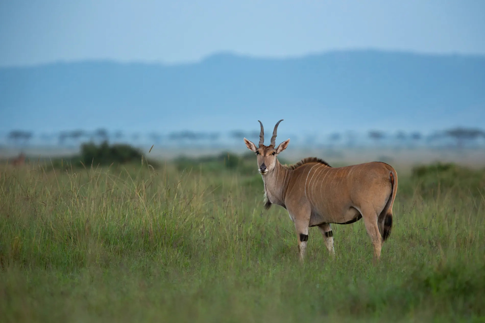 Eland 2