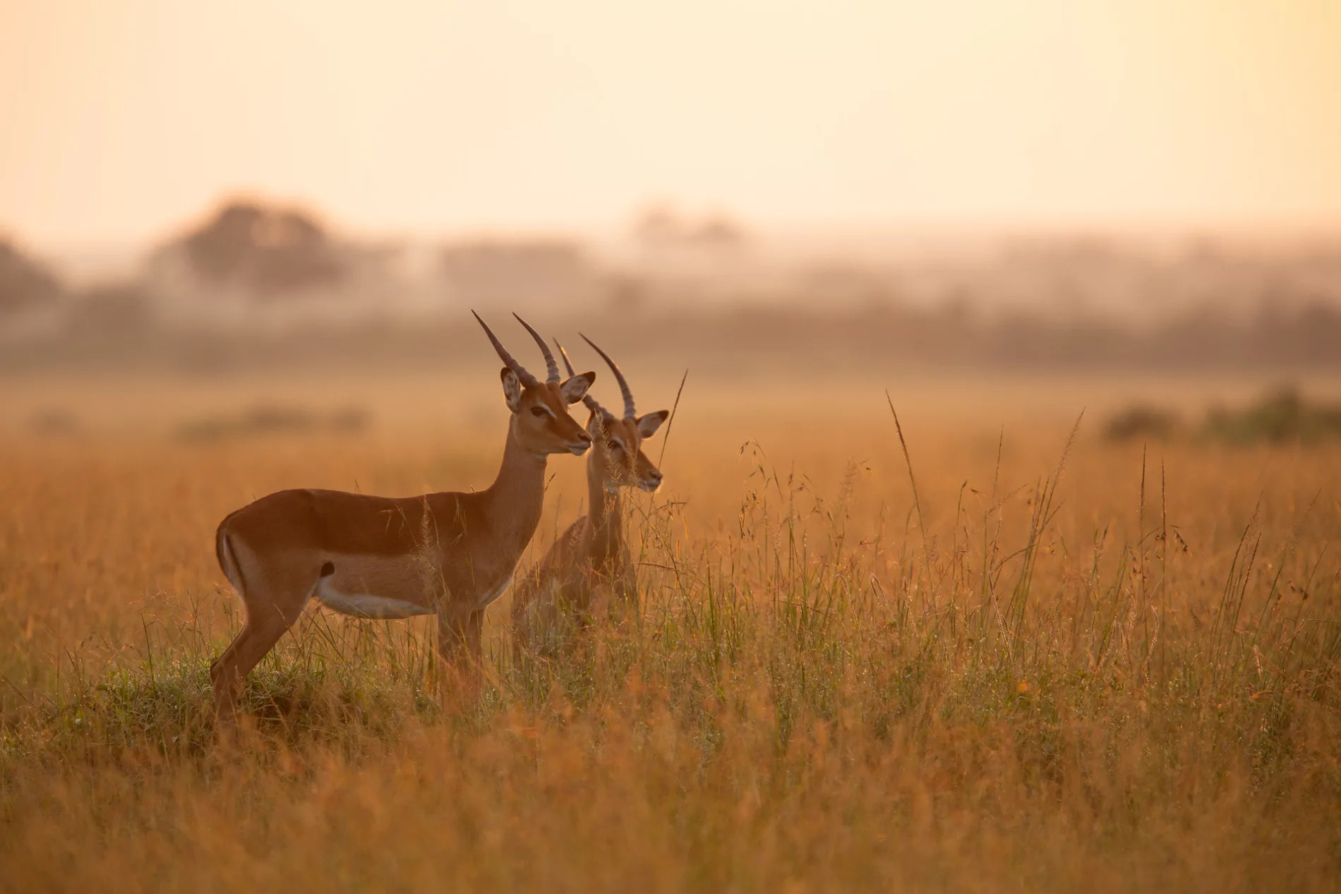 Impala