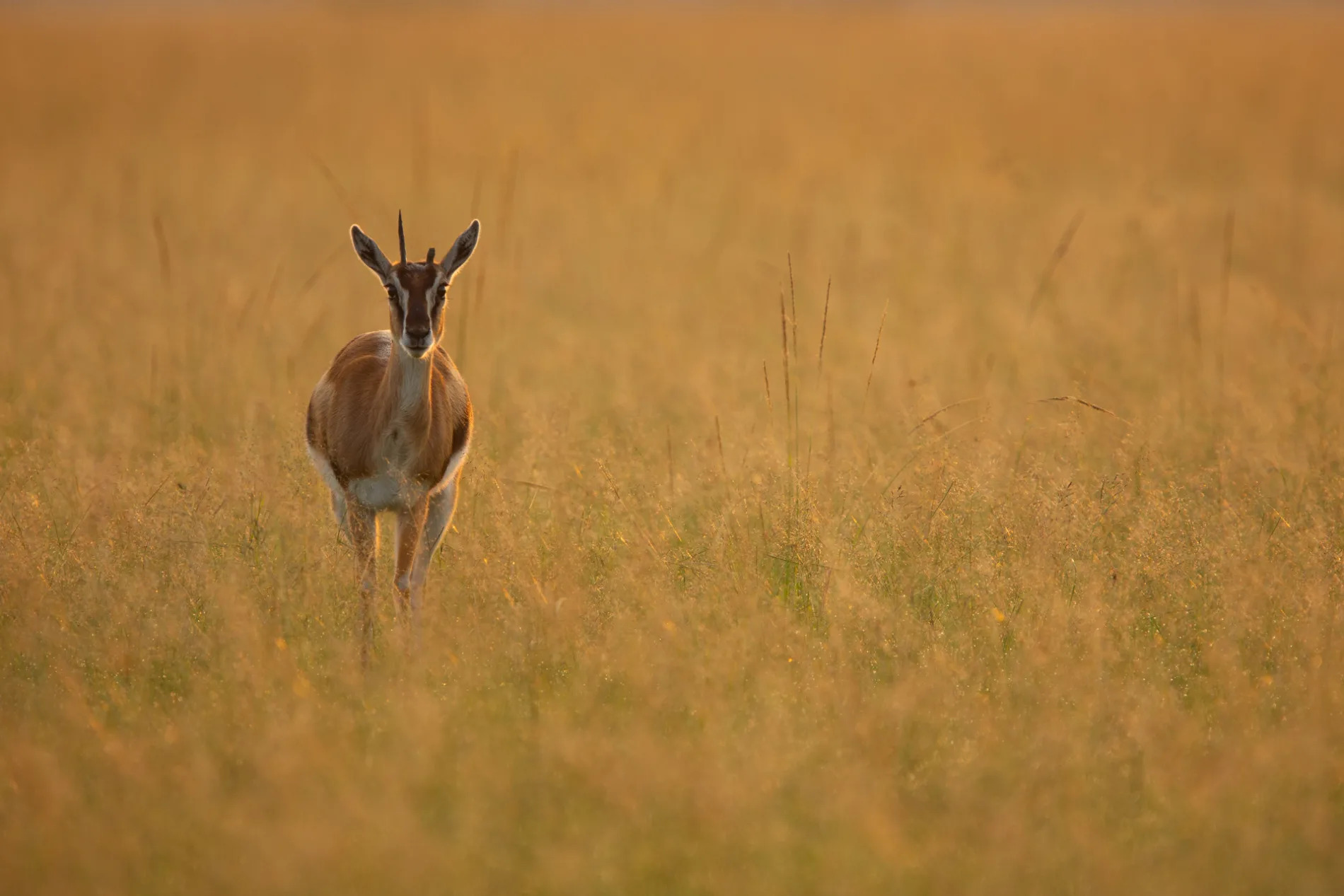 Thompsons Gazelle