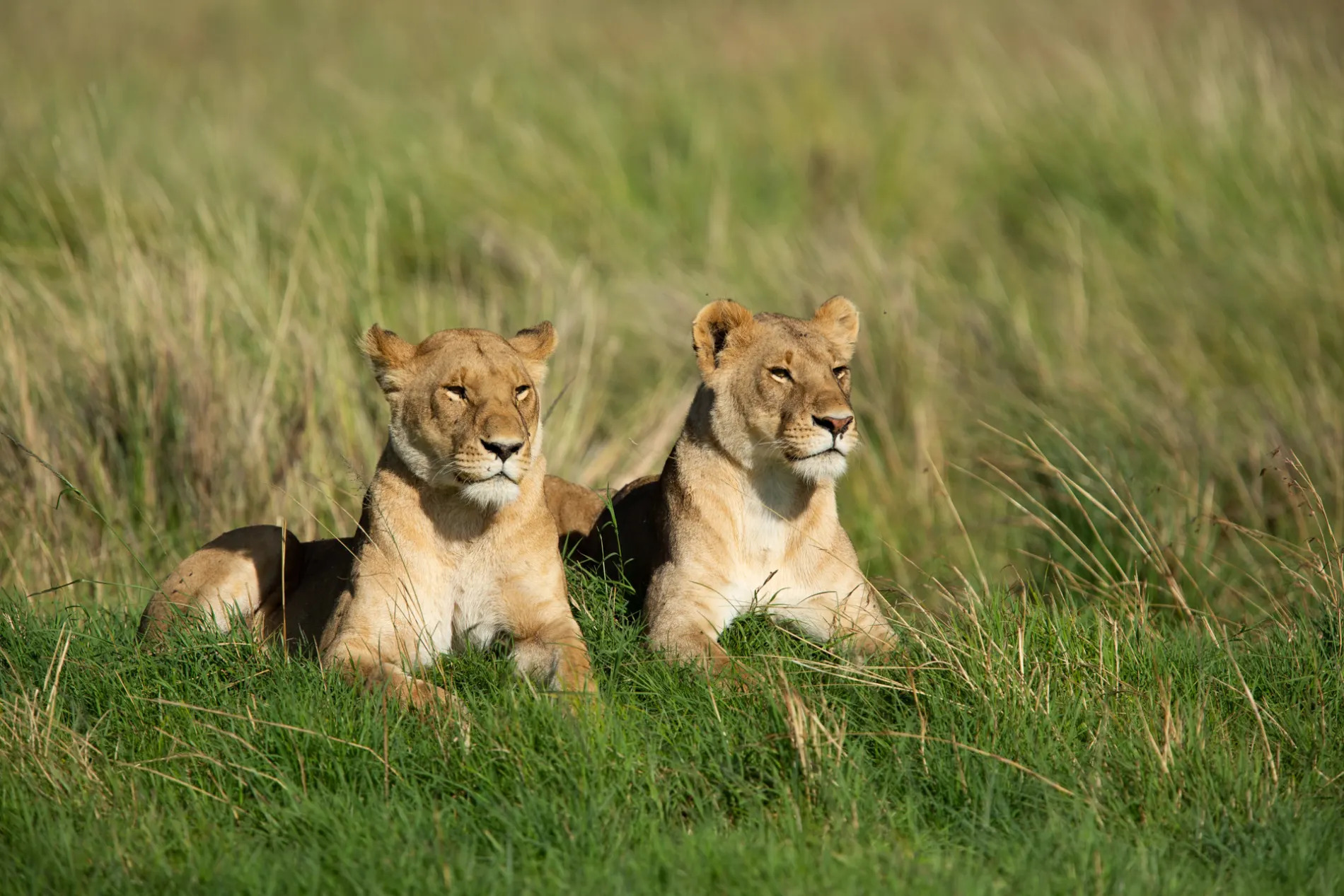 Lions Sitting
