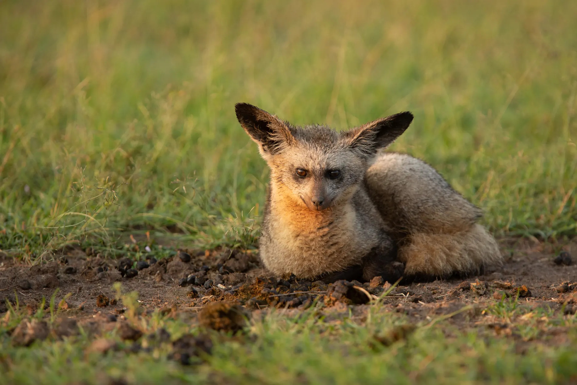 Bat Eared Fox