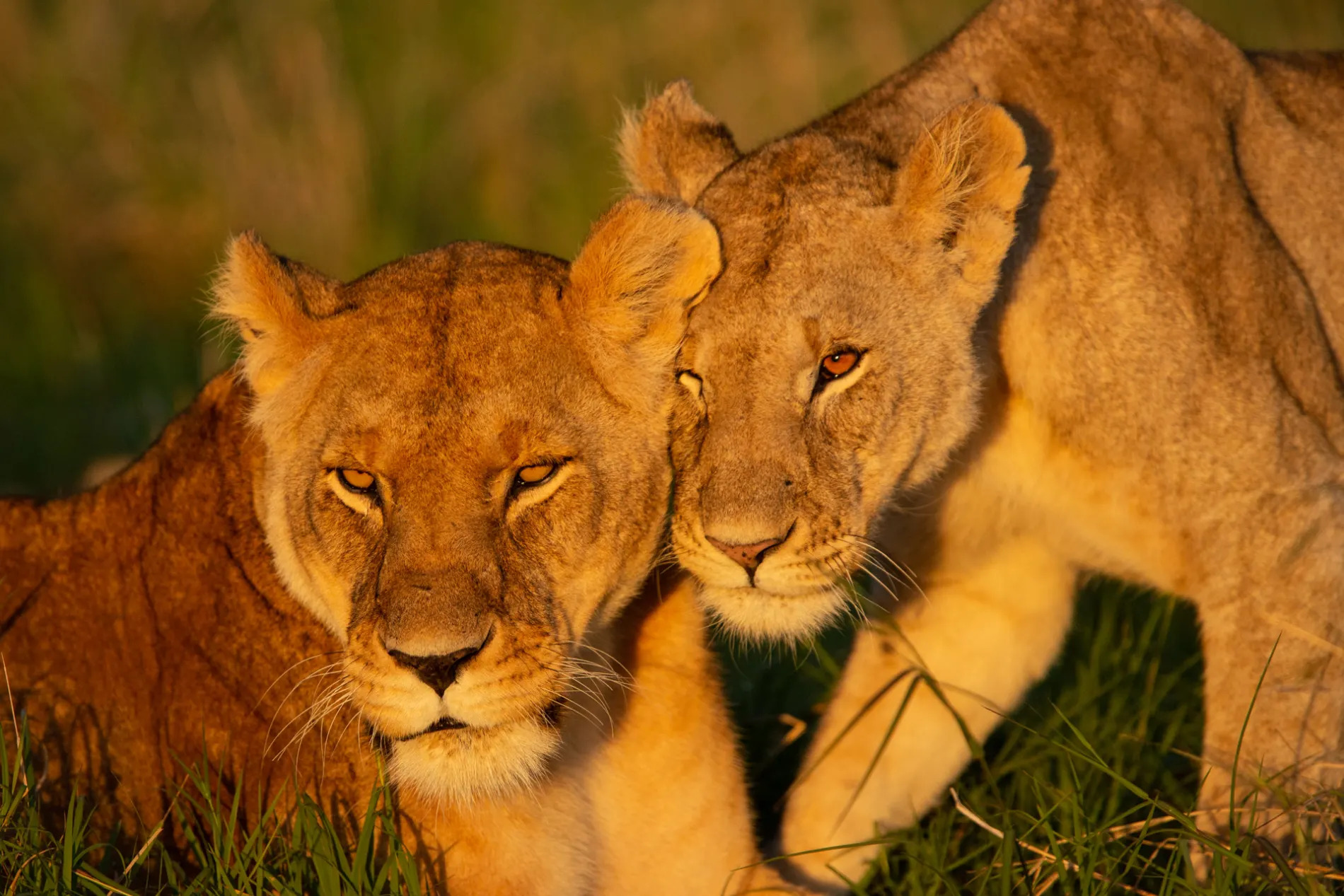 Lionesses greeting