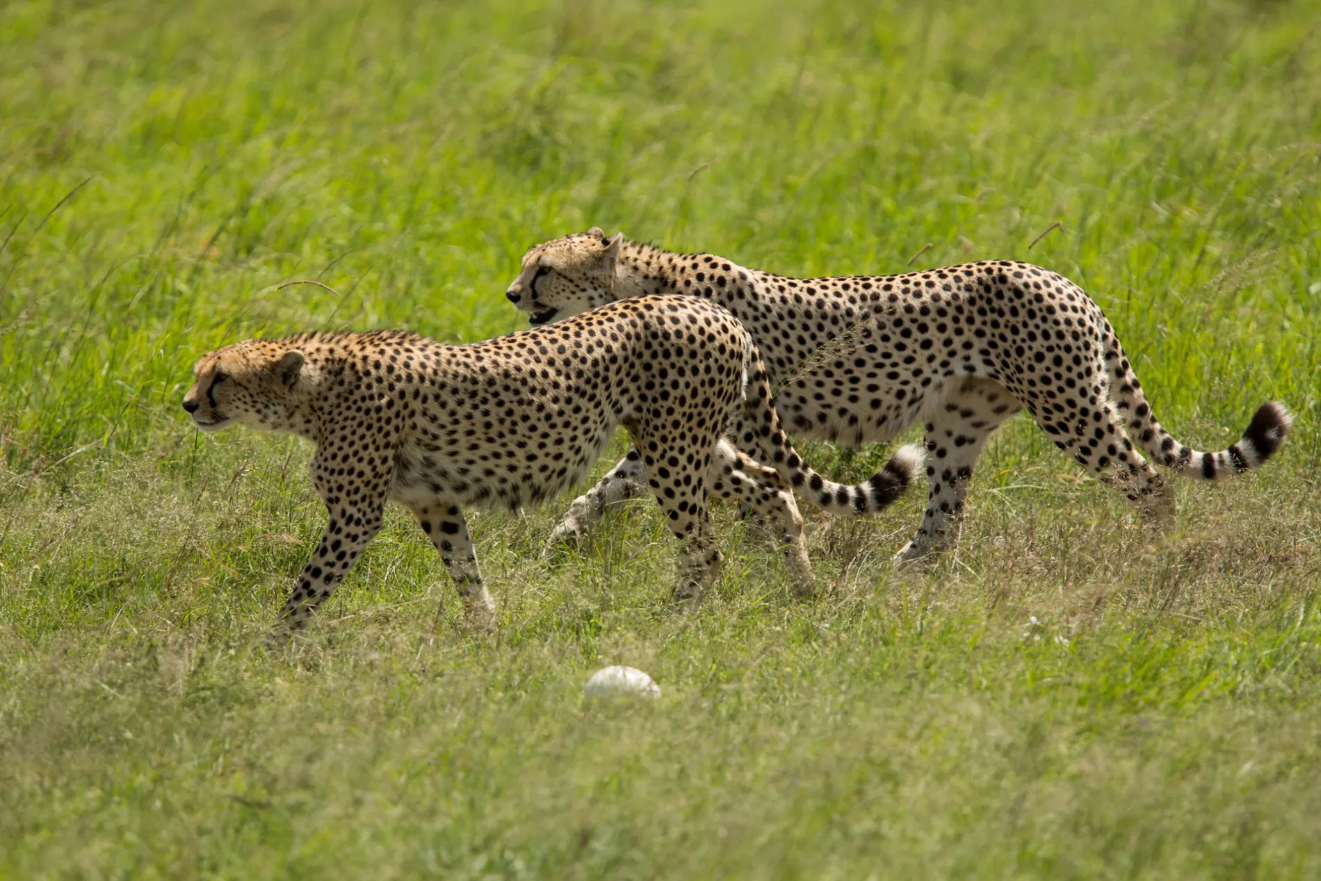 Cheetahs walking 