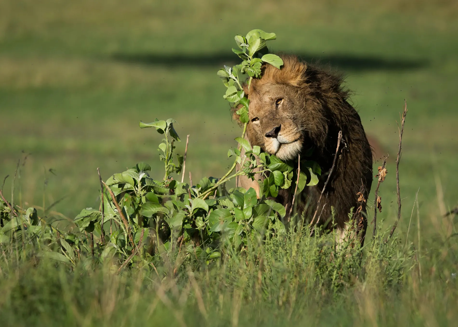Male lion scent marking