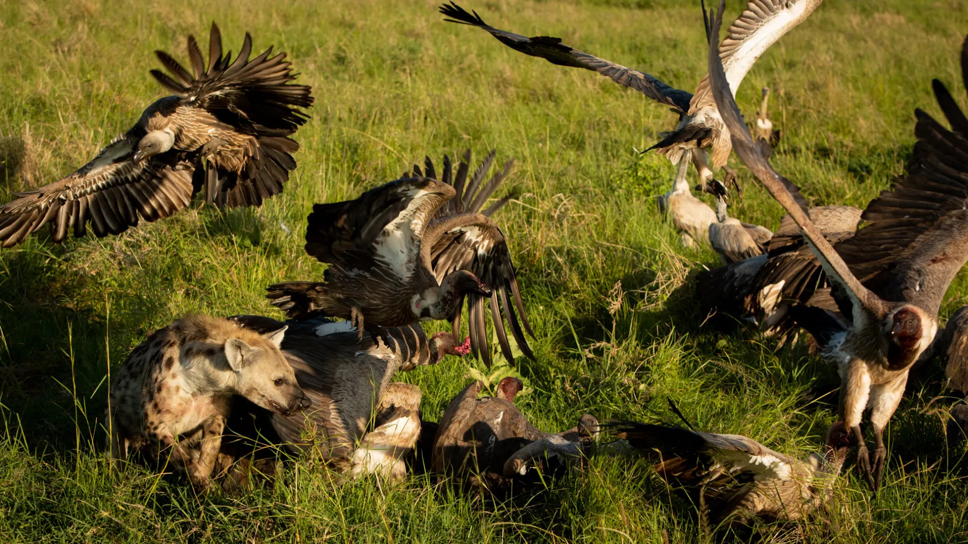 Vultures and hyena