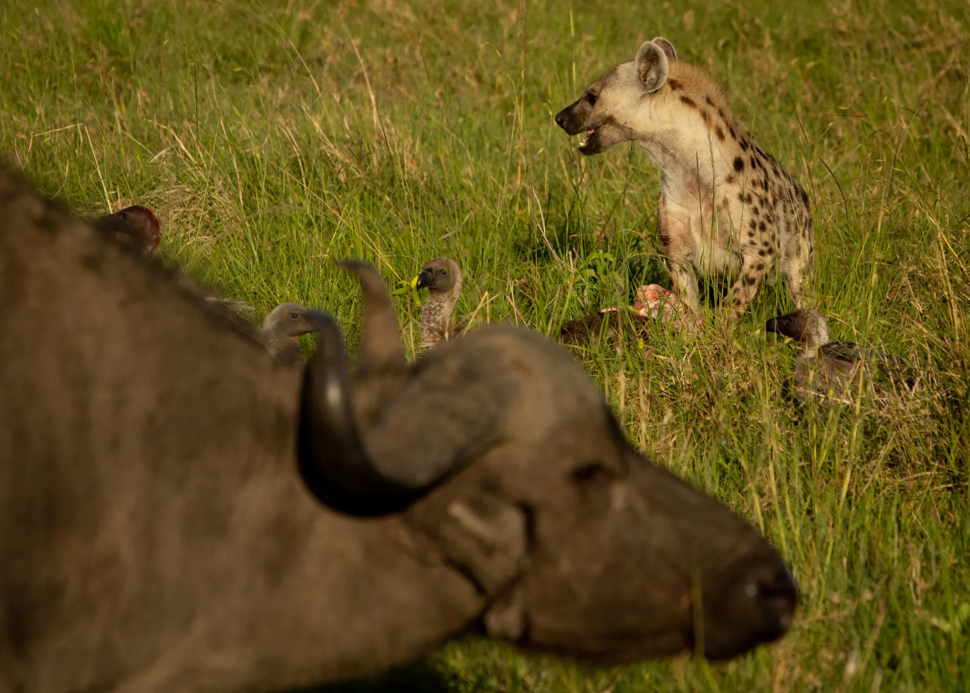 Buffalo and hyena