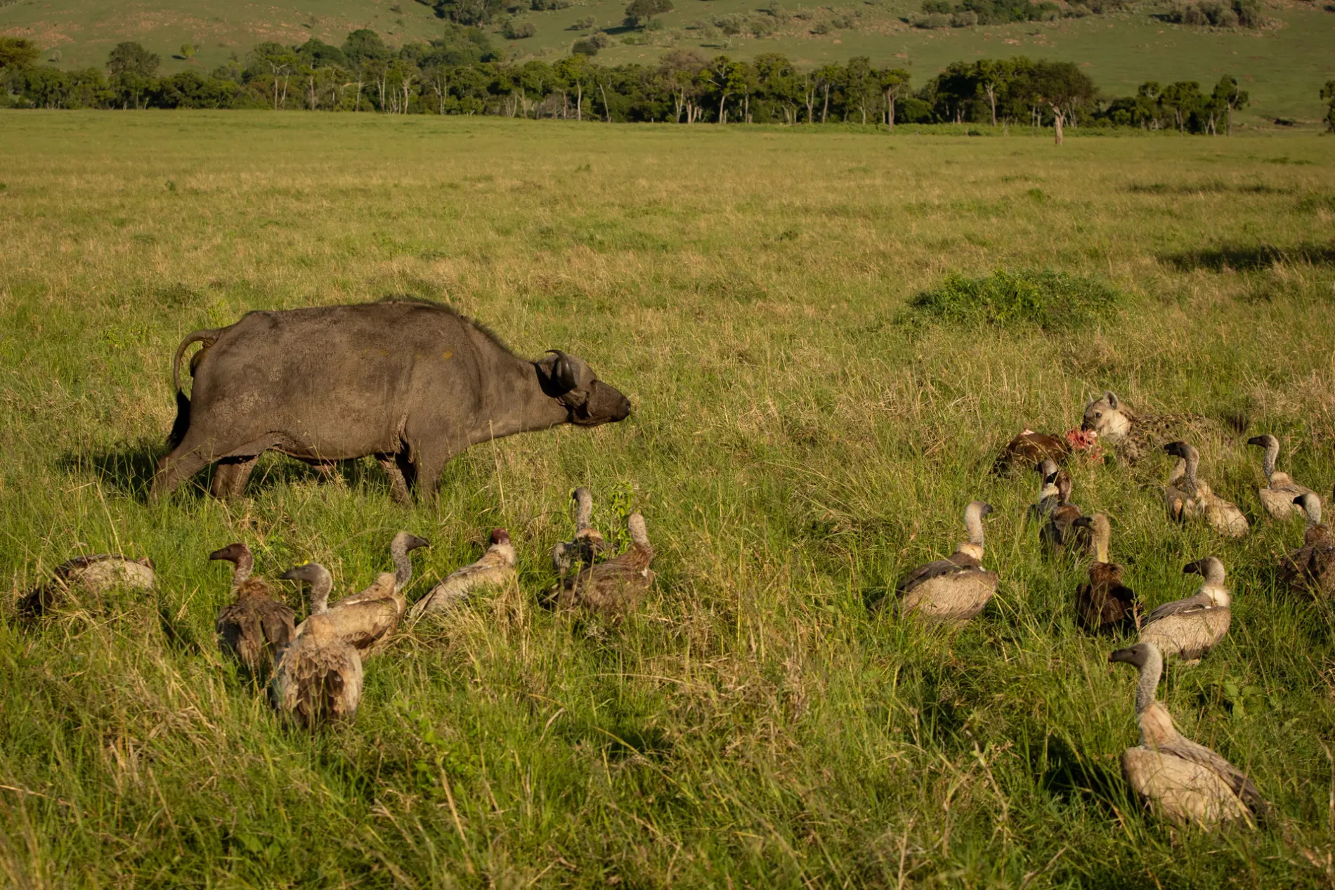 Hyena and buffalo side angle