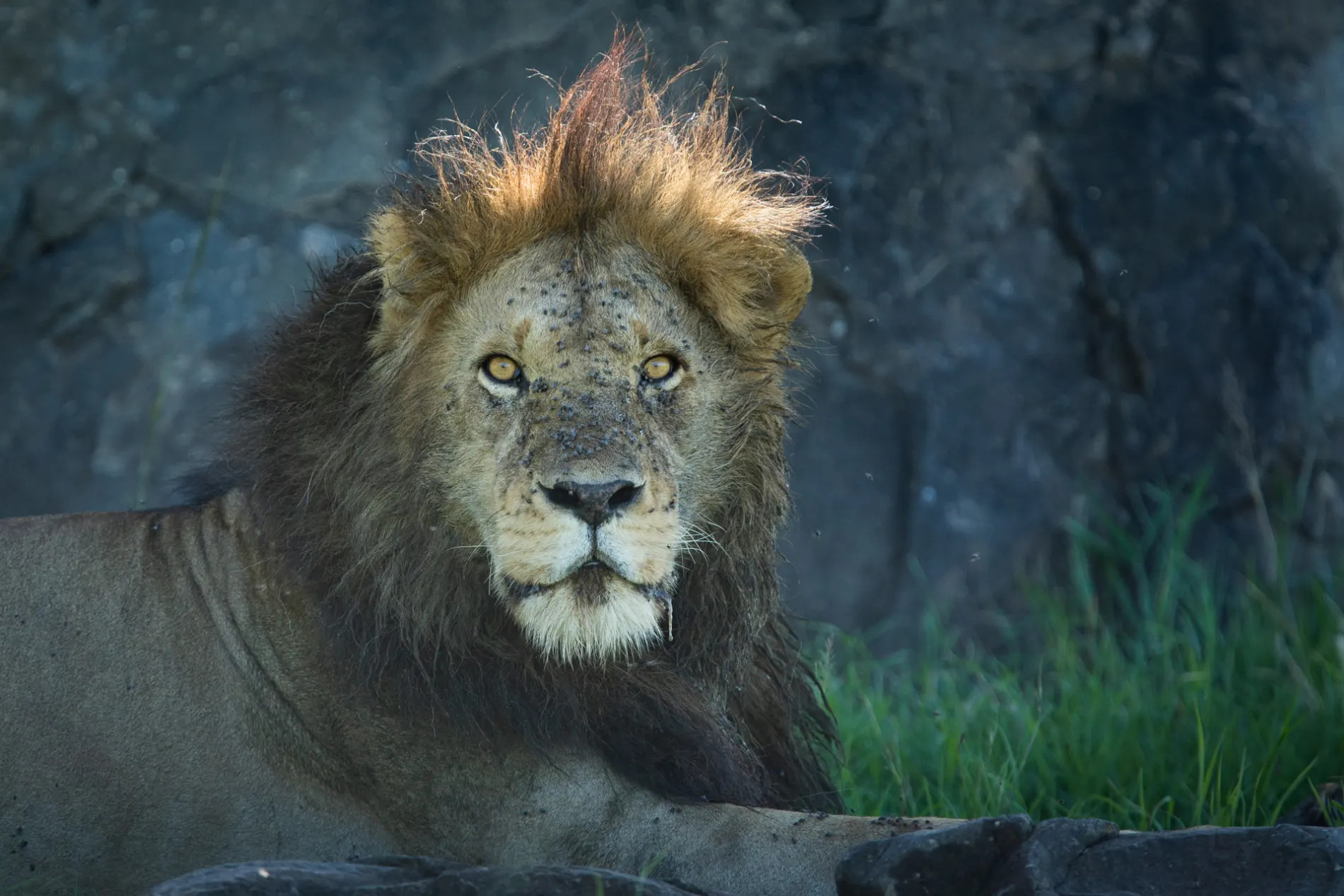 Male Lion portrait