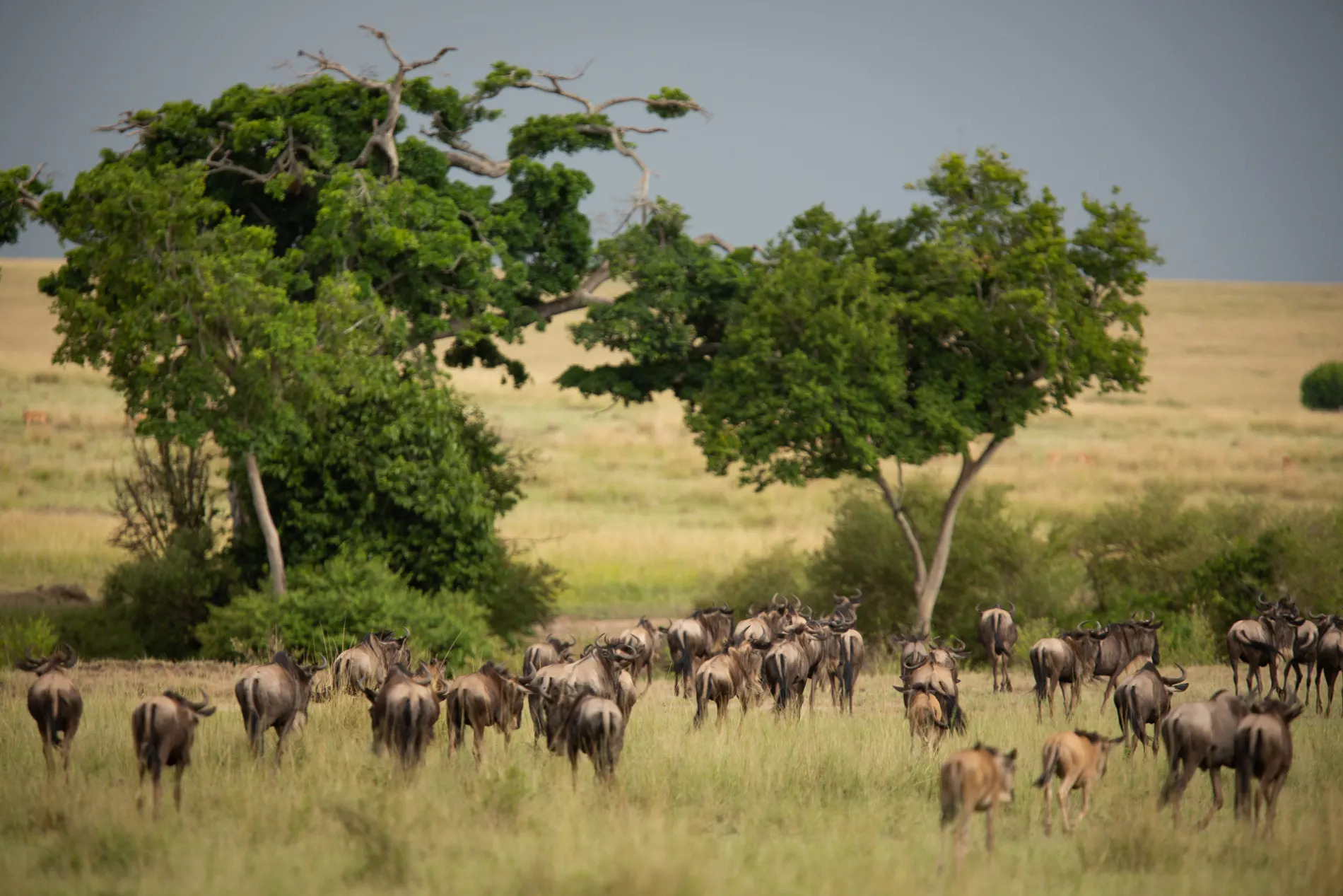 Wildebeest group