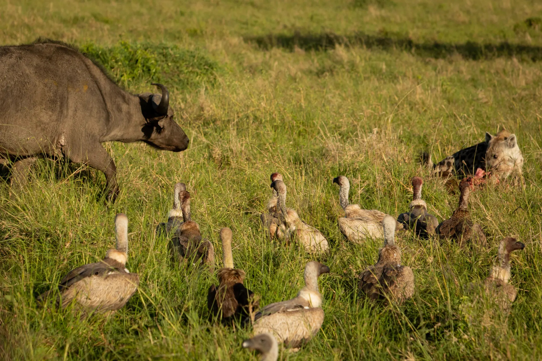 hyena and buffalo