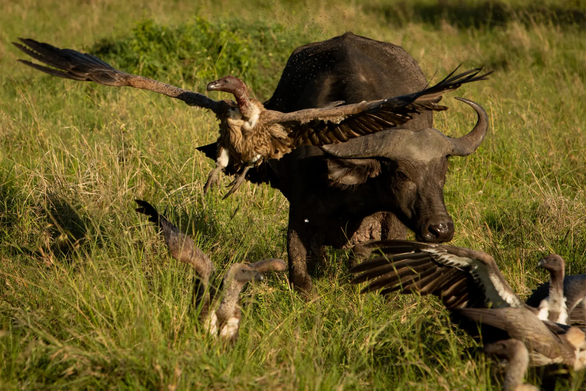 Buffalo and vultures 5