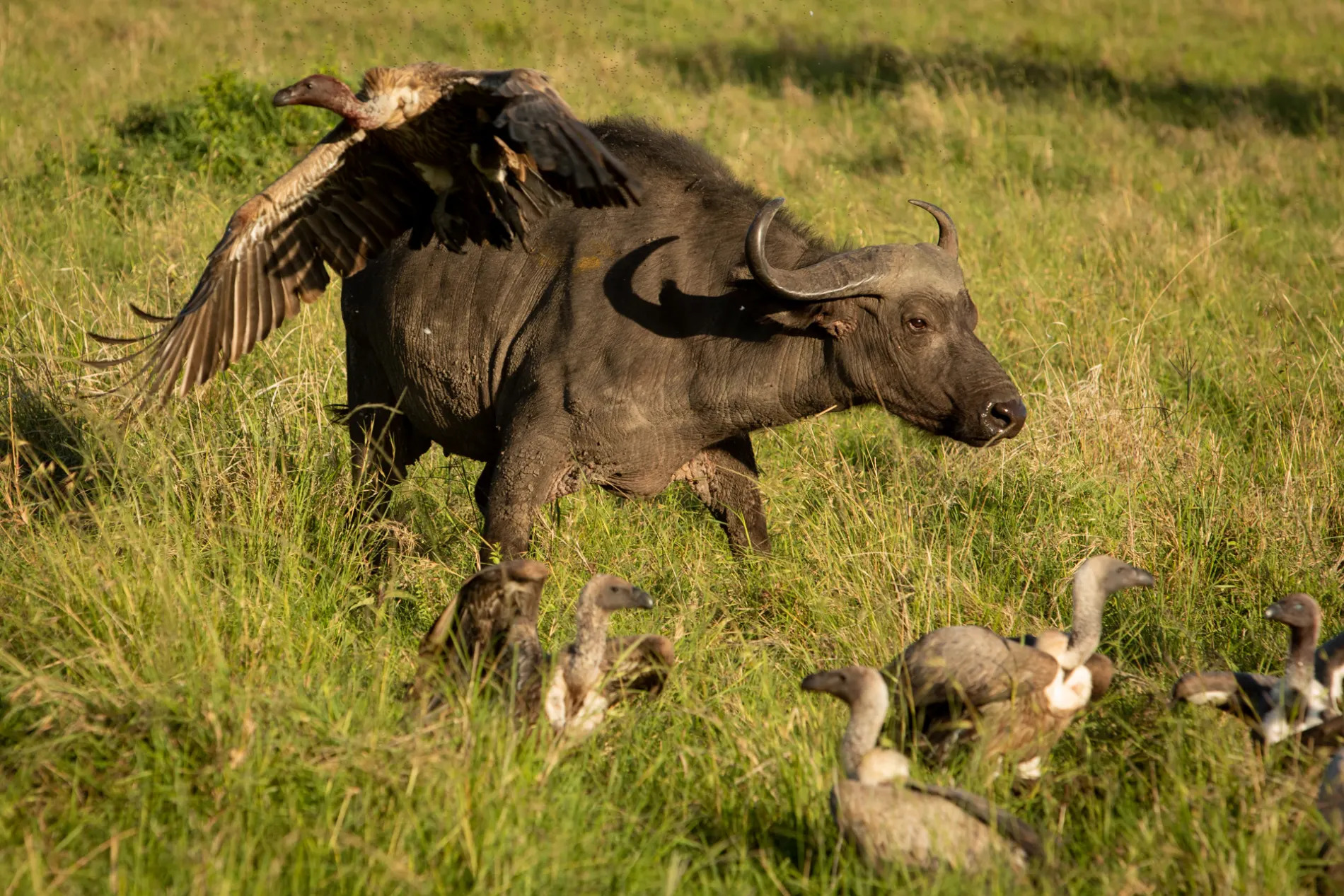 Distressed buffalo