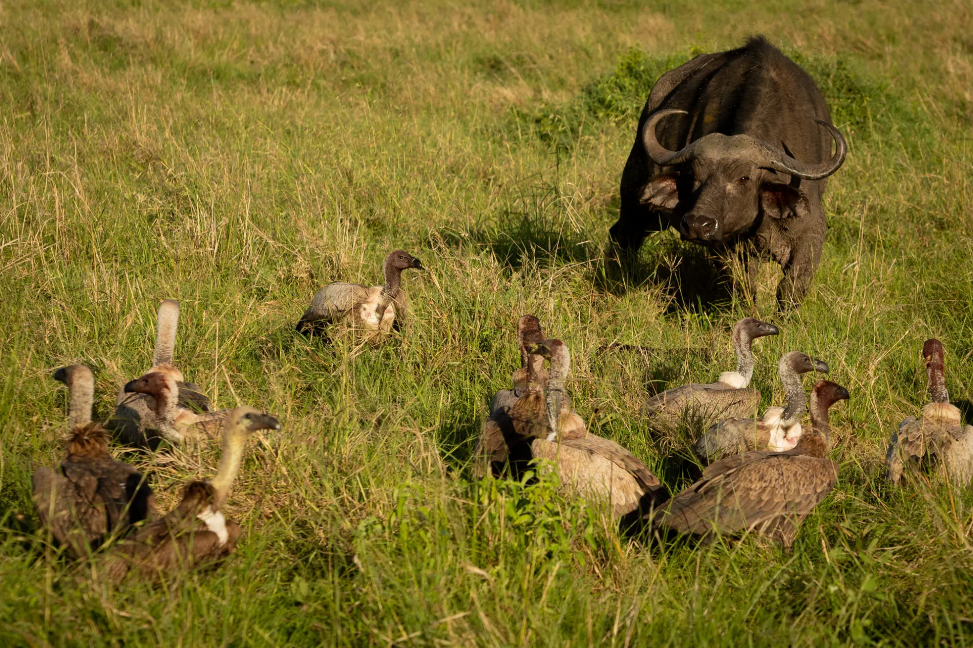 Buffalo and vultures