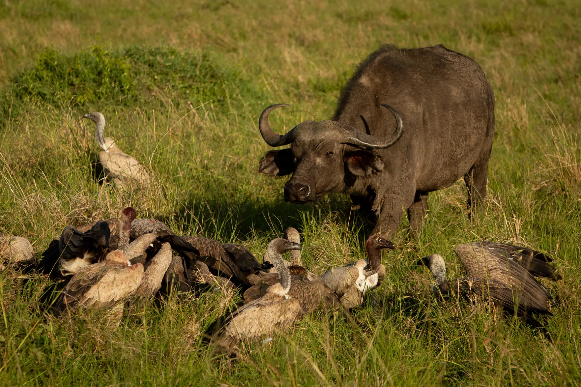 Buffalo and vultures 2