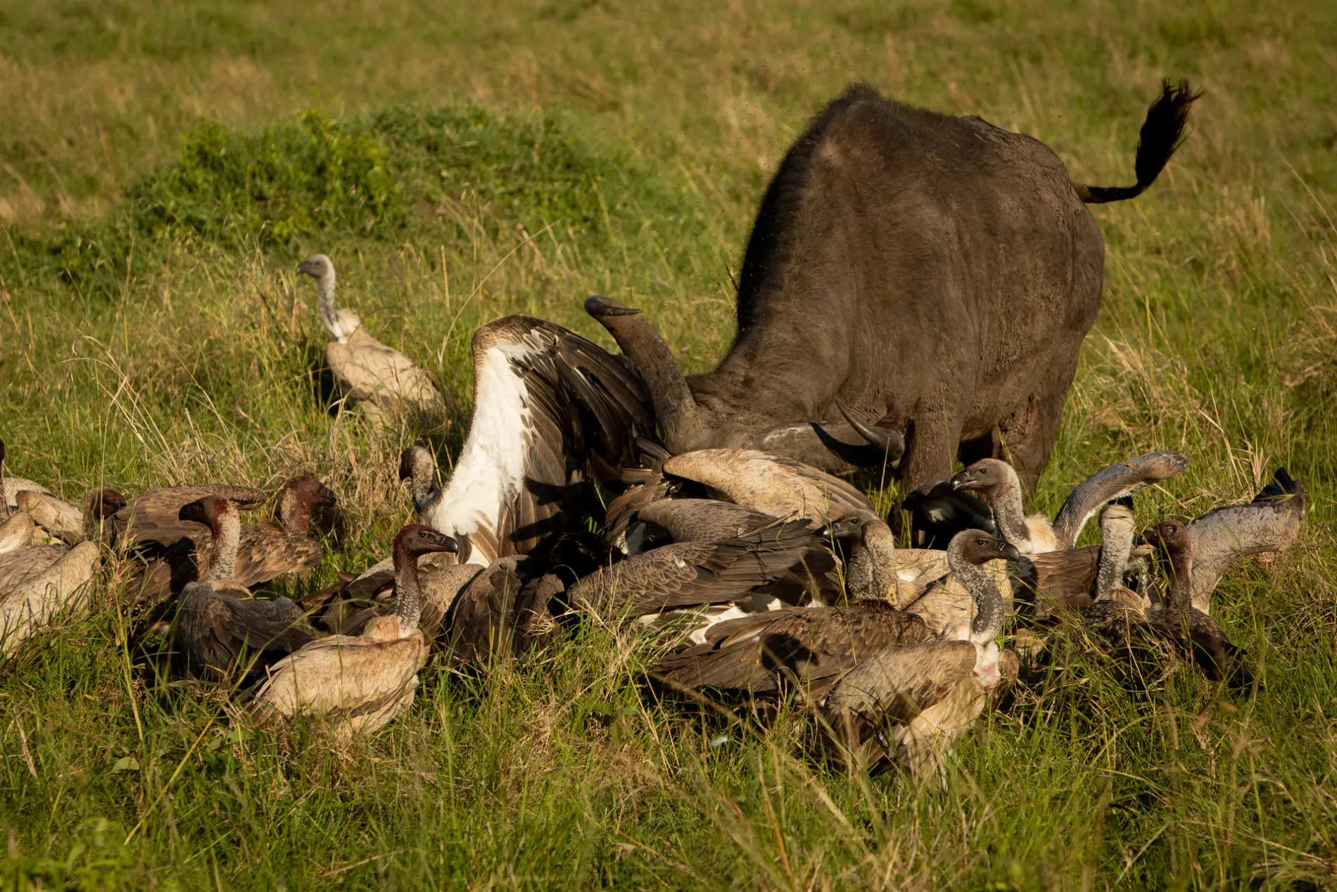 Buffalo and vultures 3