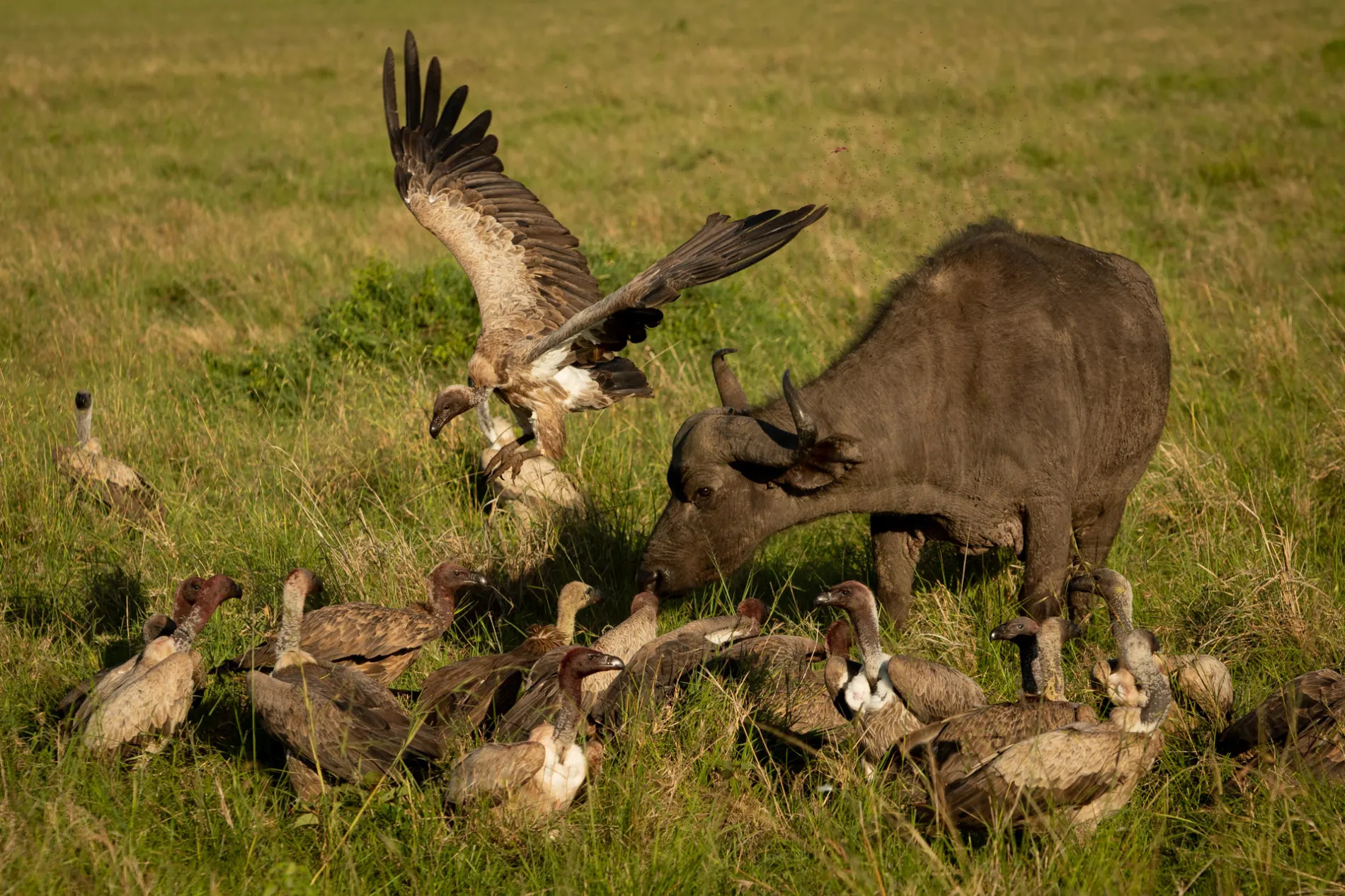 Buffalo and vultures 4