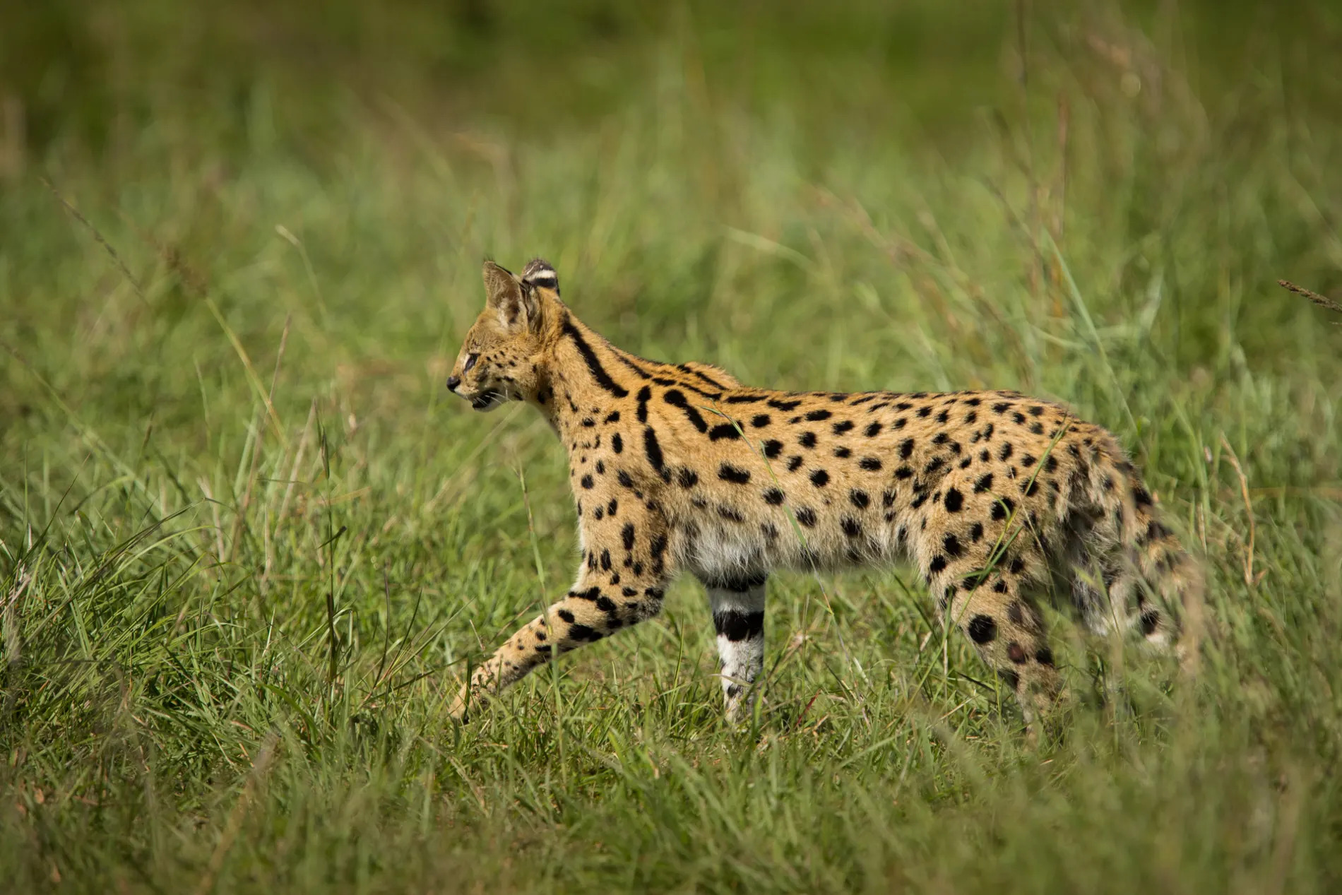 Serval Cat