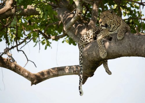 Marvelling at the Sheperd Tree Male, even two years ago