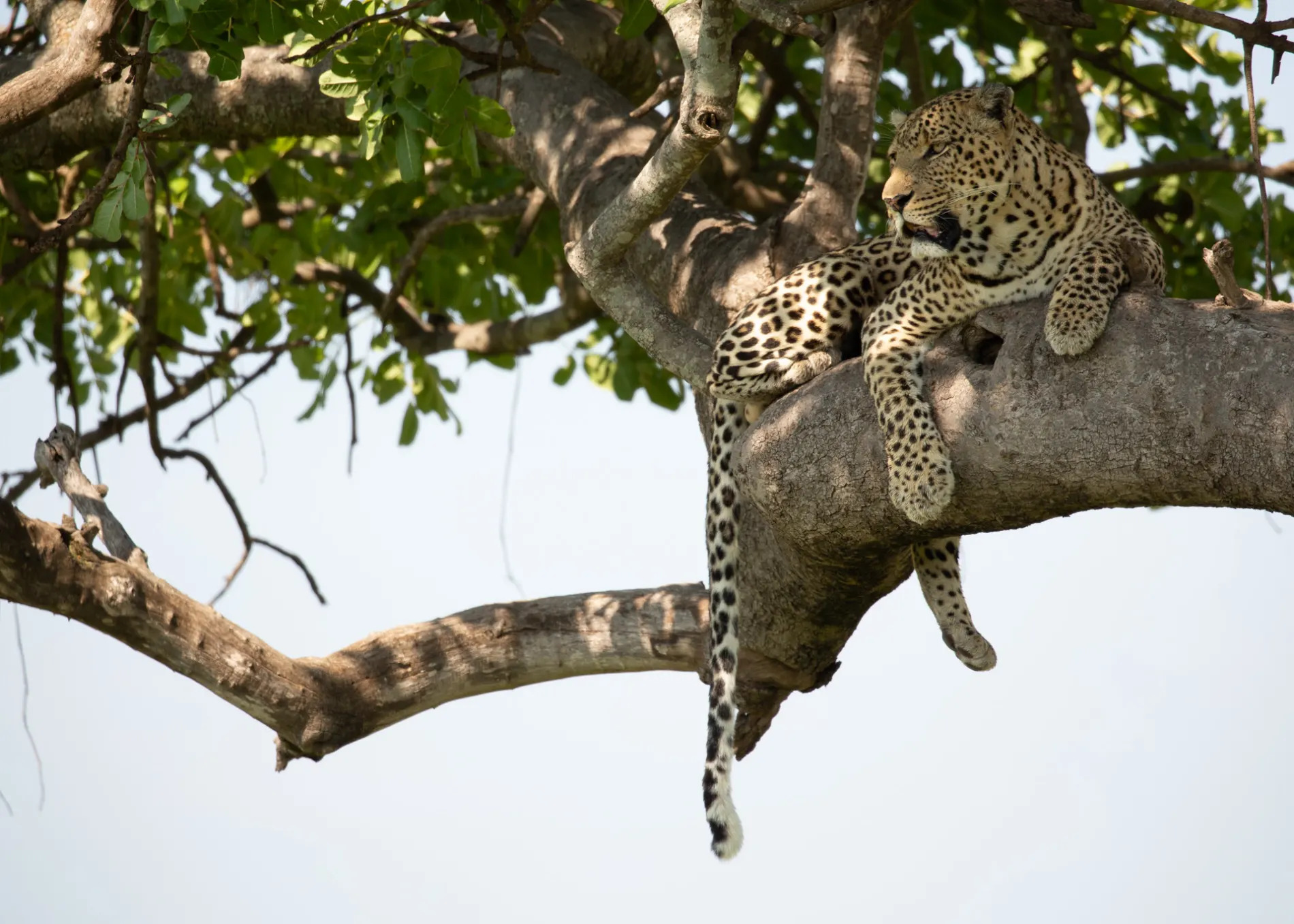 Leopard in tree