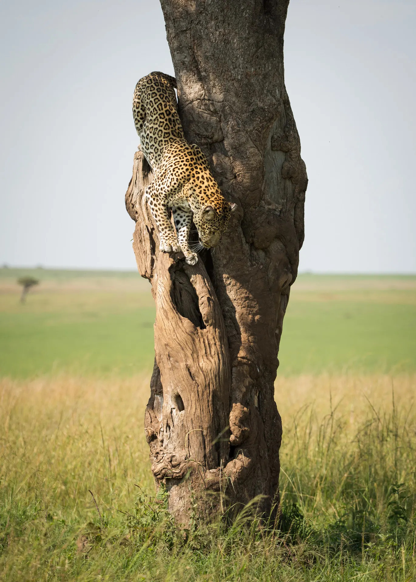 Leopard descending tree