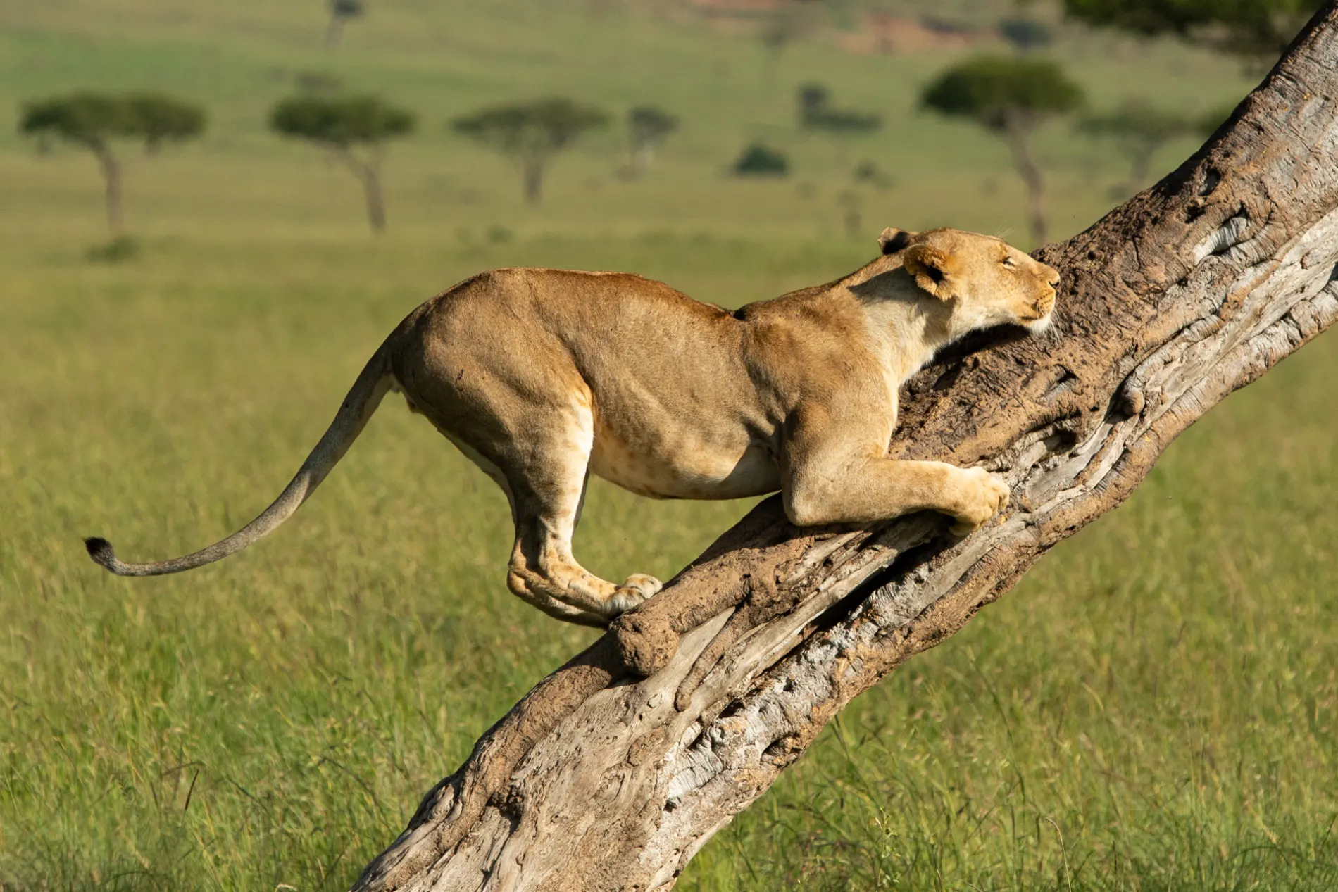 Lion clawing tree