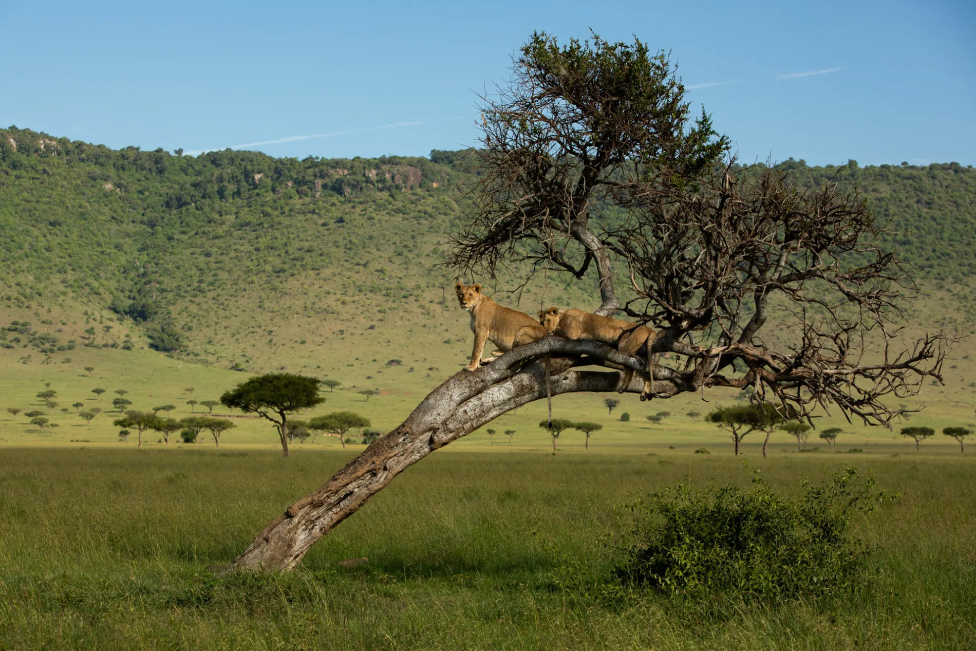 Lions in tree