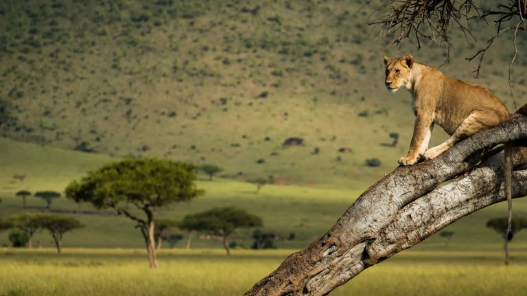 Mara lions in trees