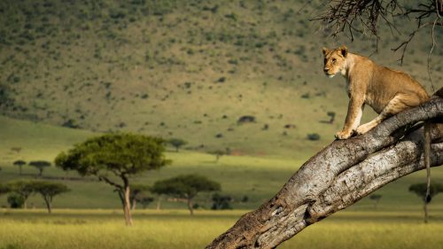 A tree climbing lioness surveys her surroundings