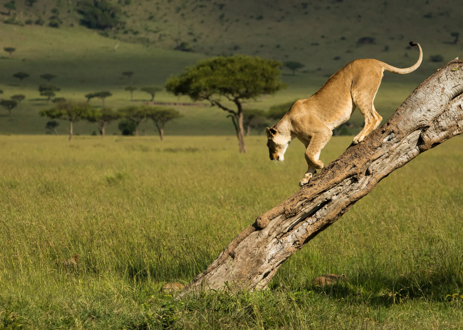 Lions coming down the tree