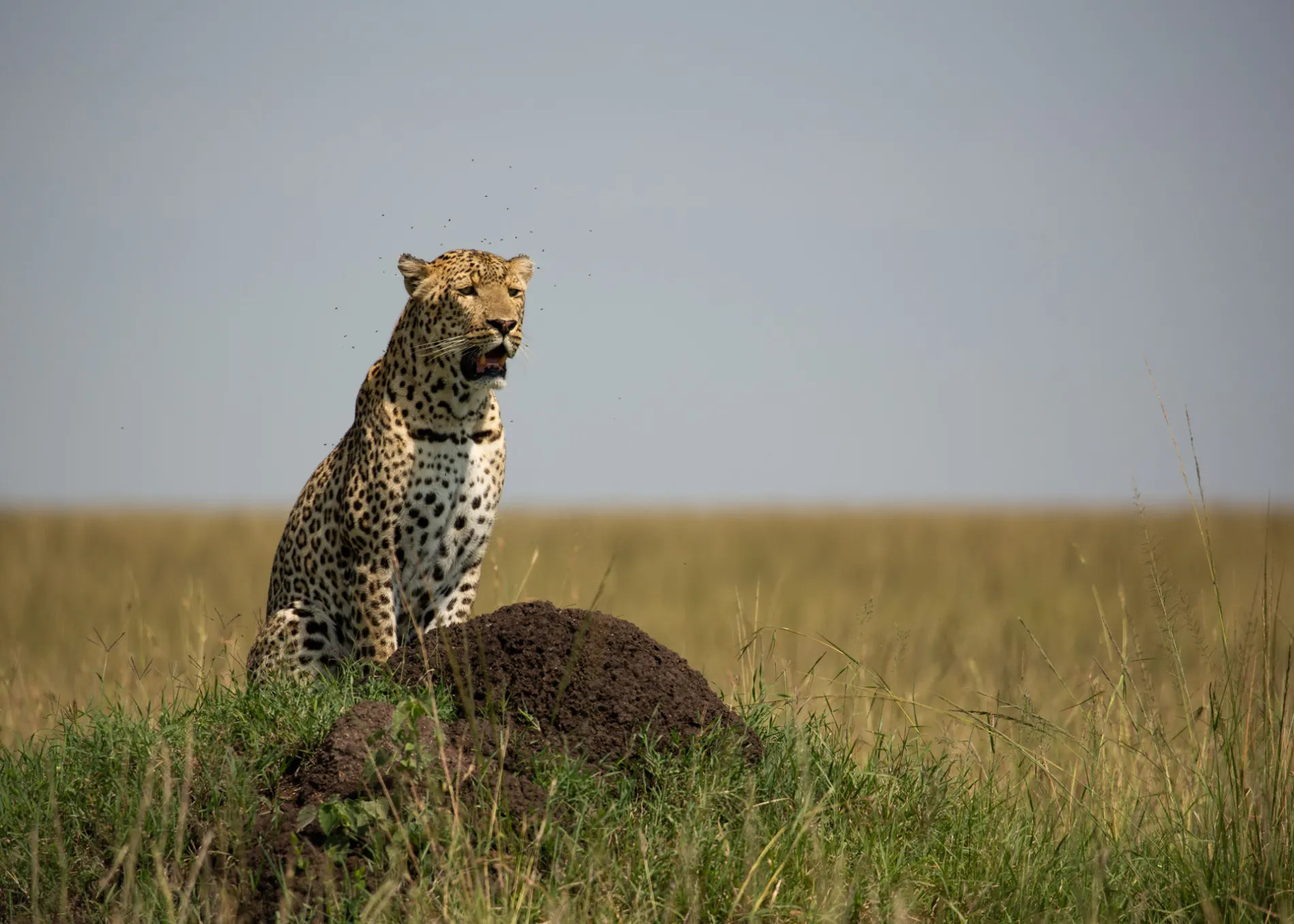 Leopard on hill