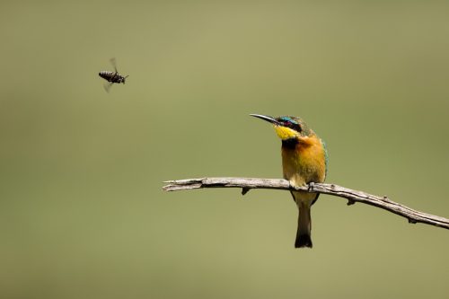 A bee-eater eyeing out some lunch