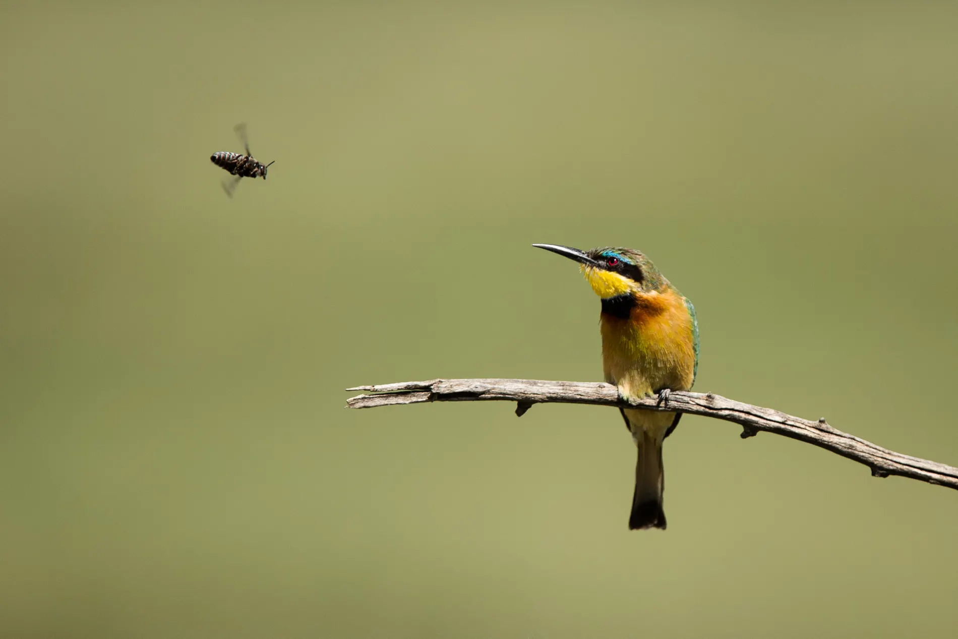 Bee Eater & Bee