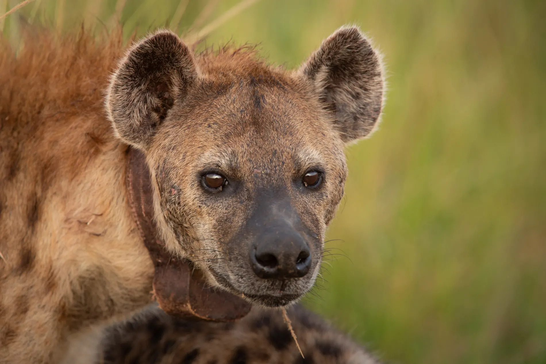 Hyena