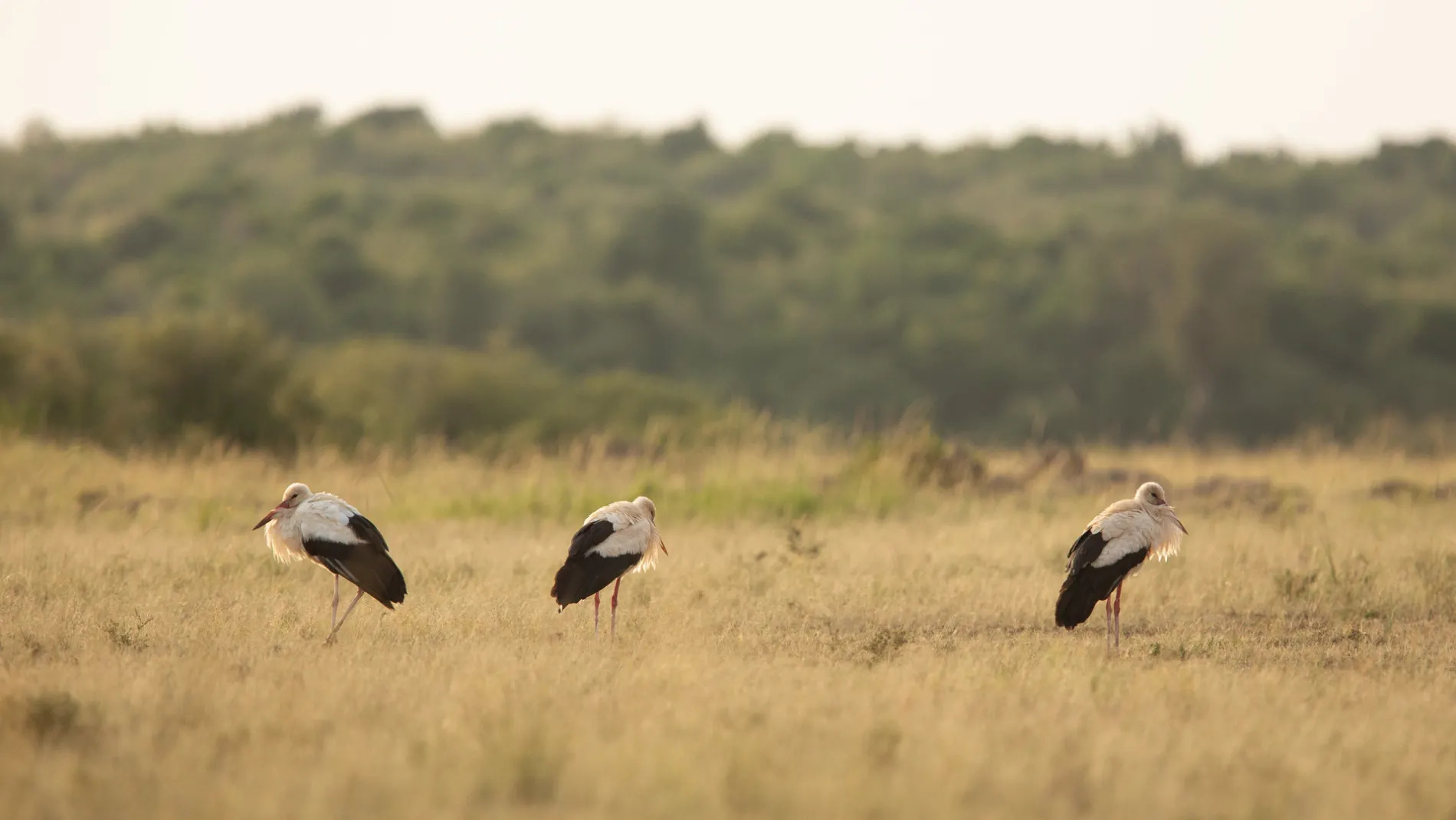 White storks