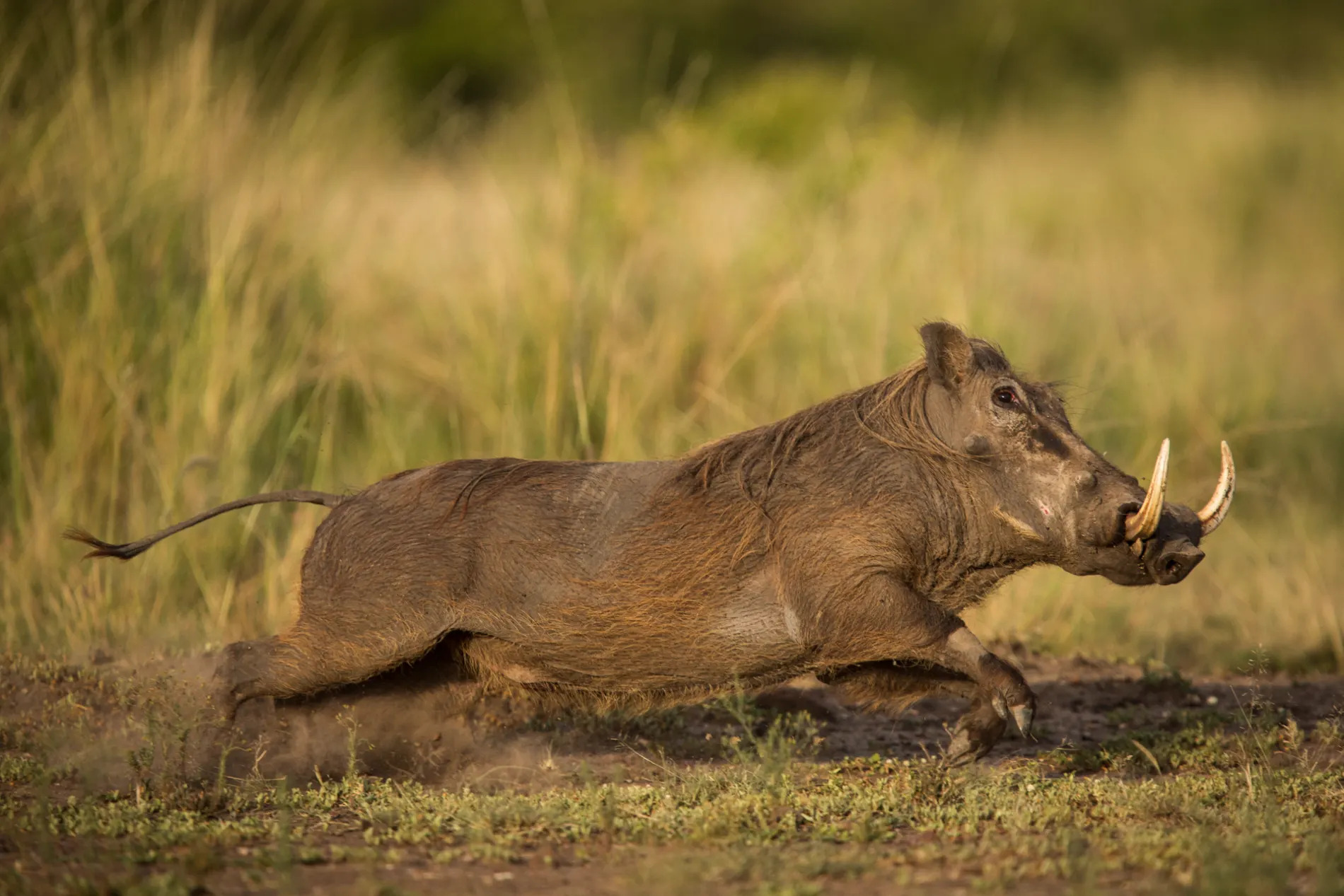 Warthog