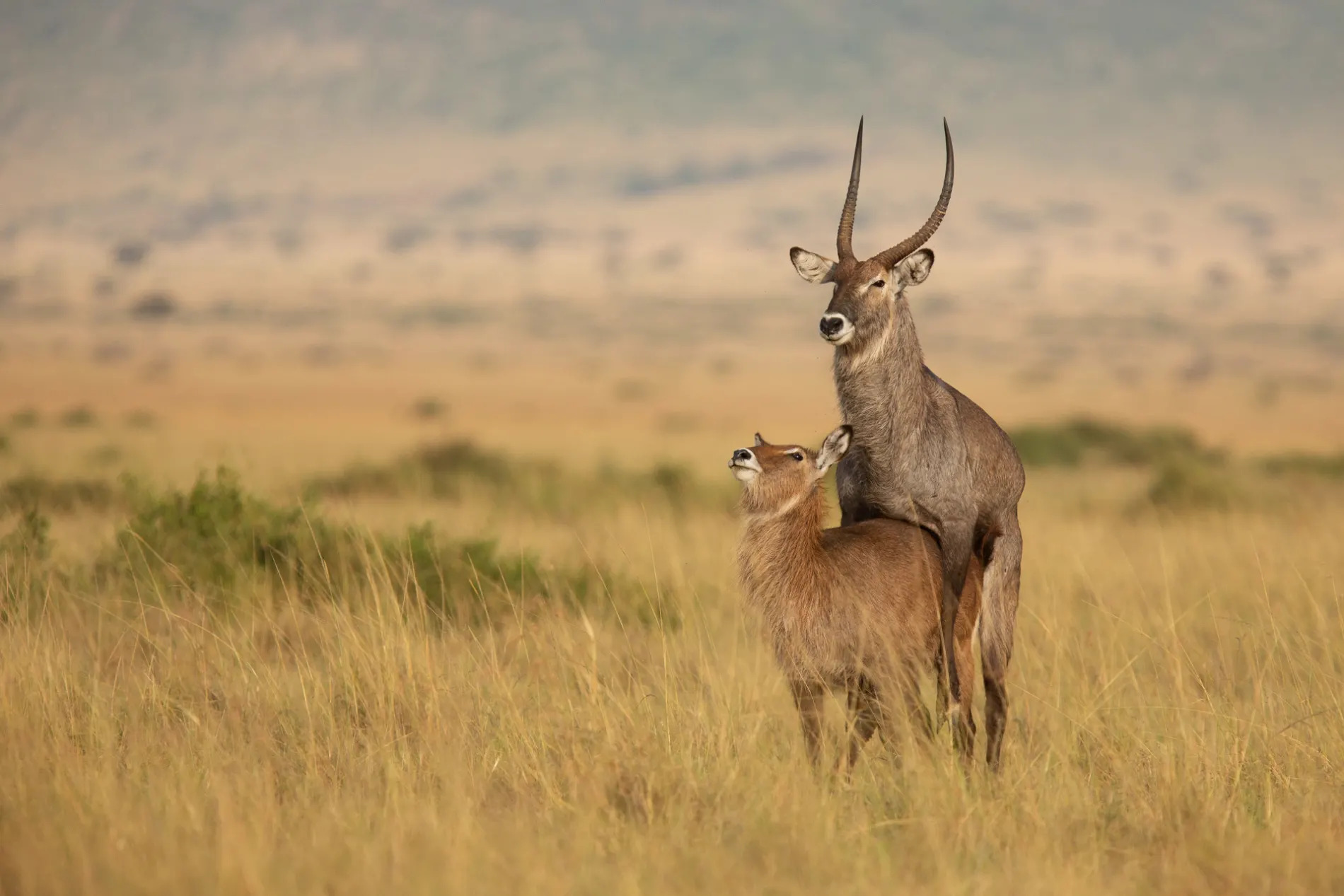 Warthog mating