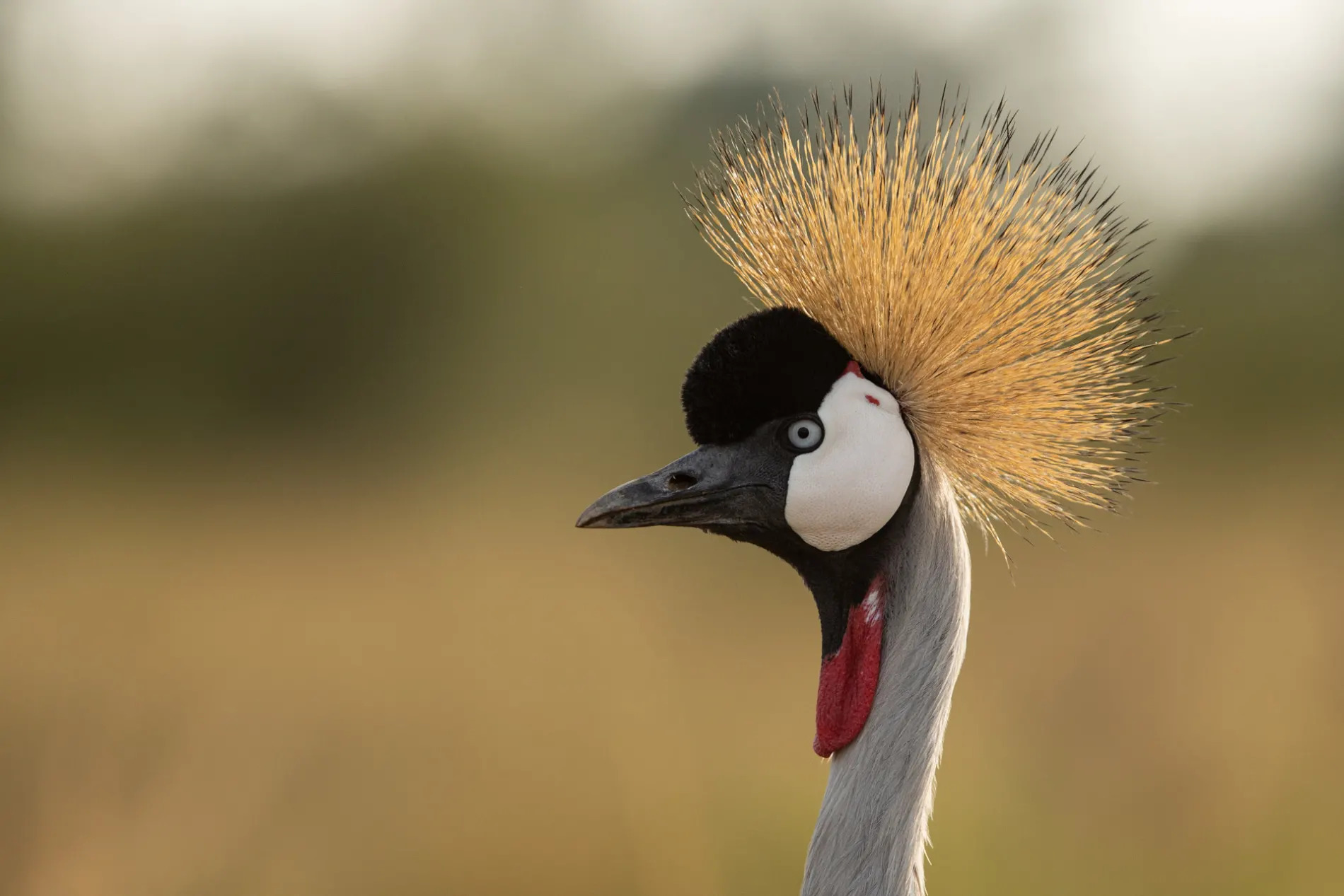 Crowned crane