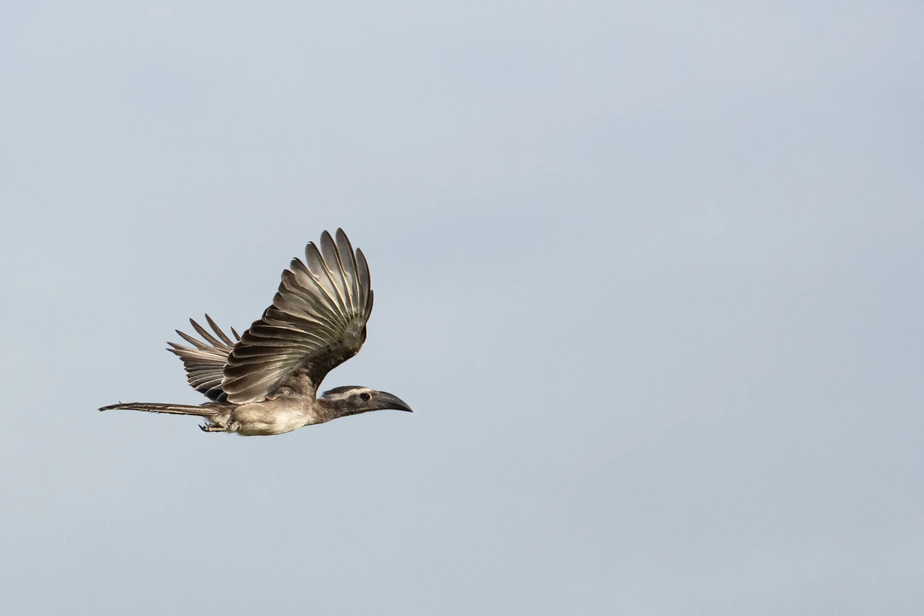 Hornbill in flight